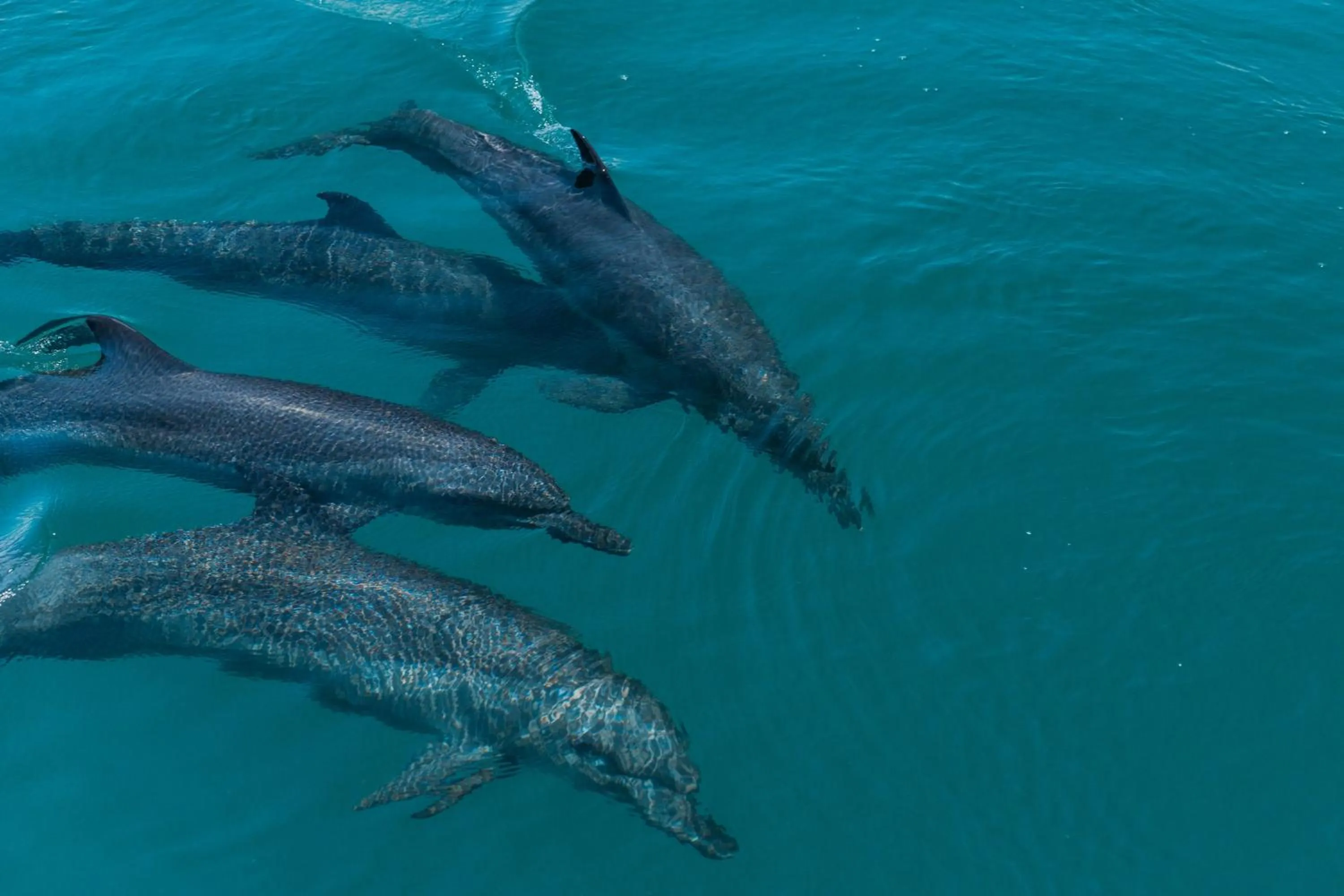 Snorkeling in Playa Cativo Lodge