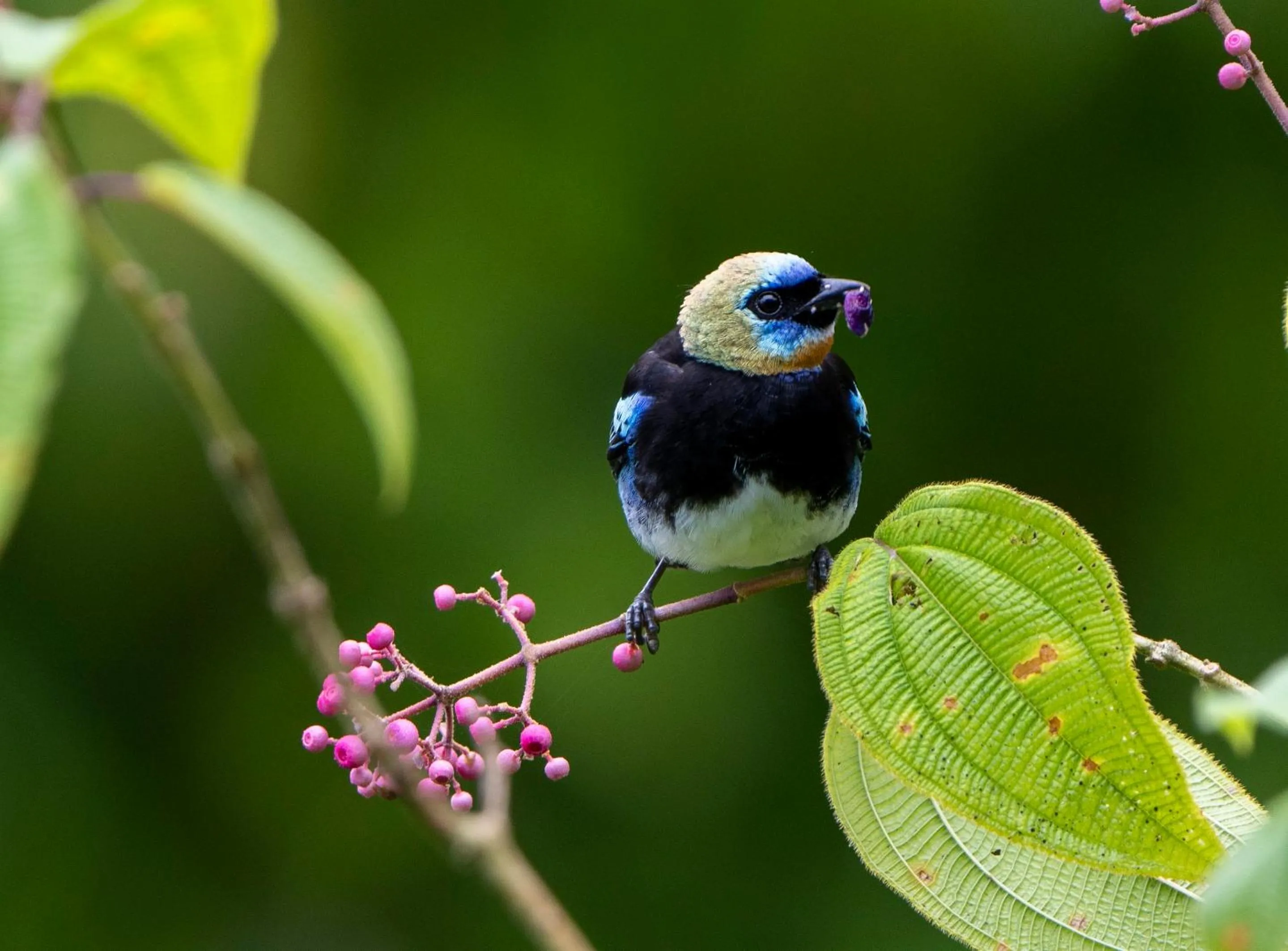 Day in Playa Cativo Lodge