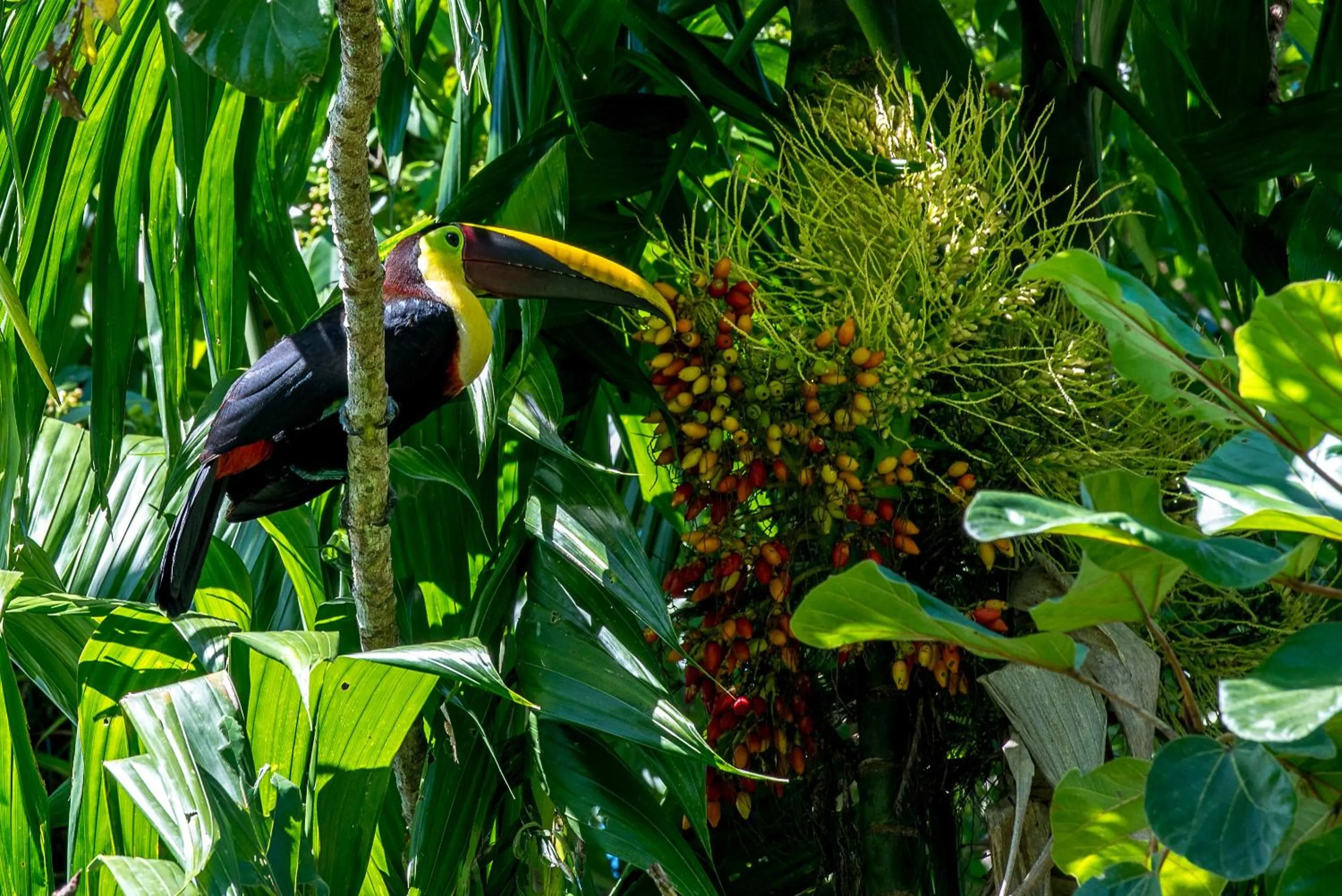 Natural landscape in Playa Cativo Lodge
