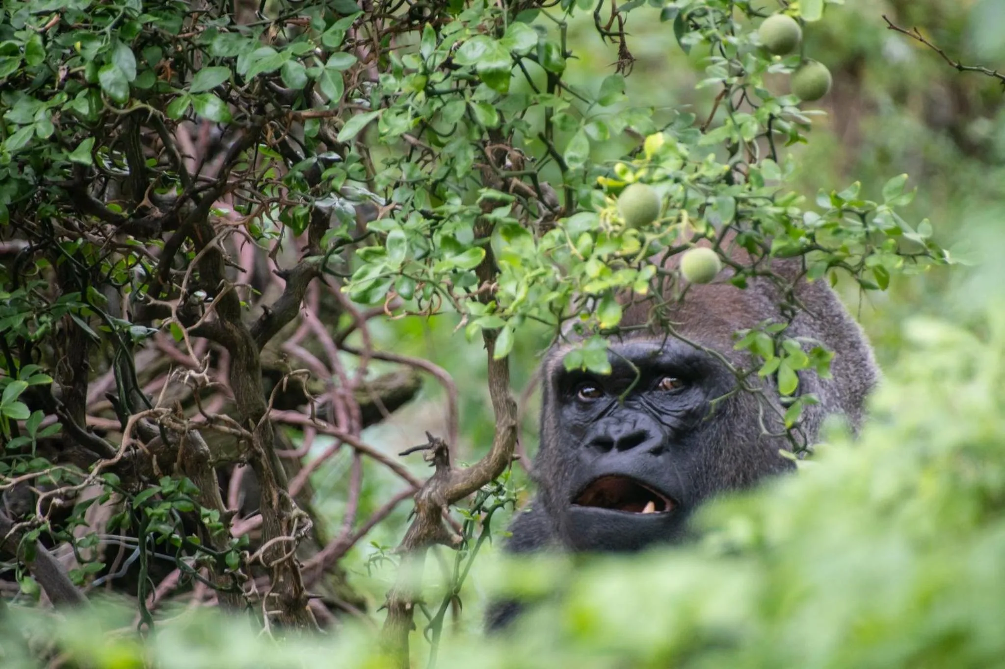 Area and facilities in Holiday Inn Express & Suites Bronx - Zoo Area by IHG