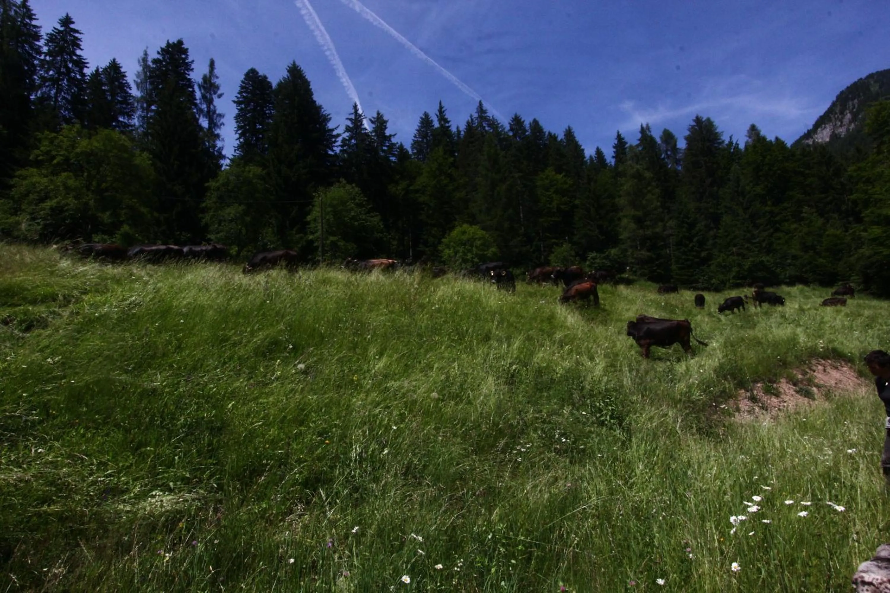 Natural landscape in Pra de la Casa