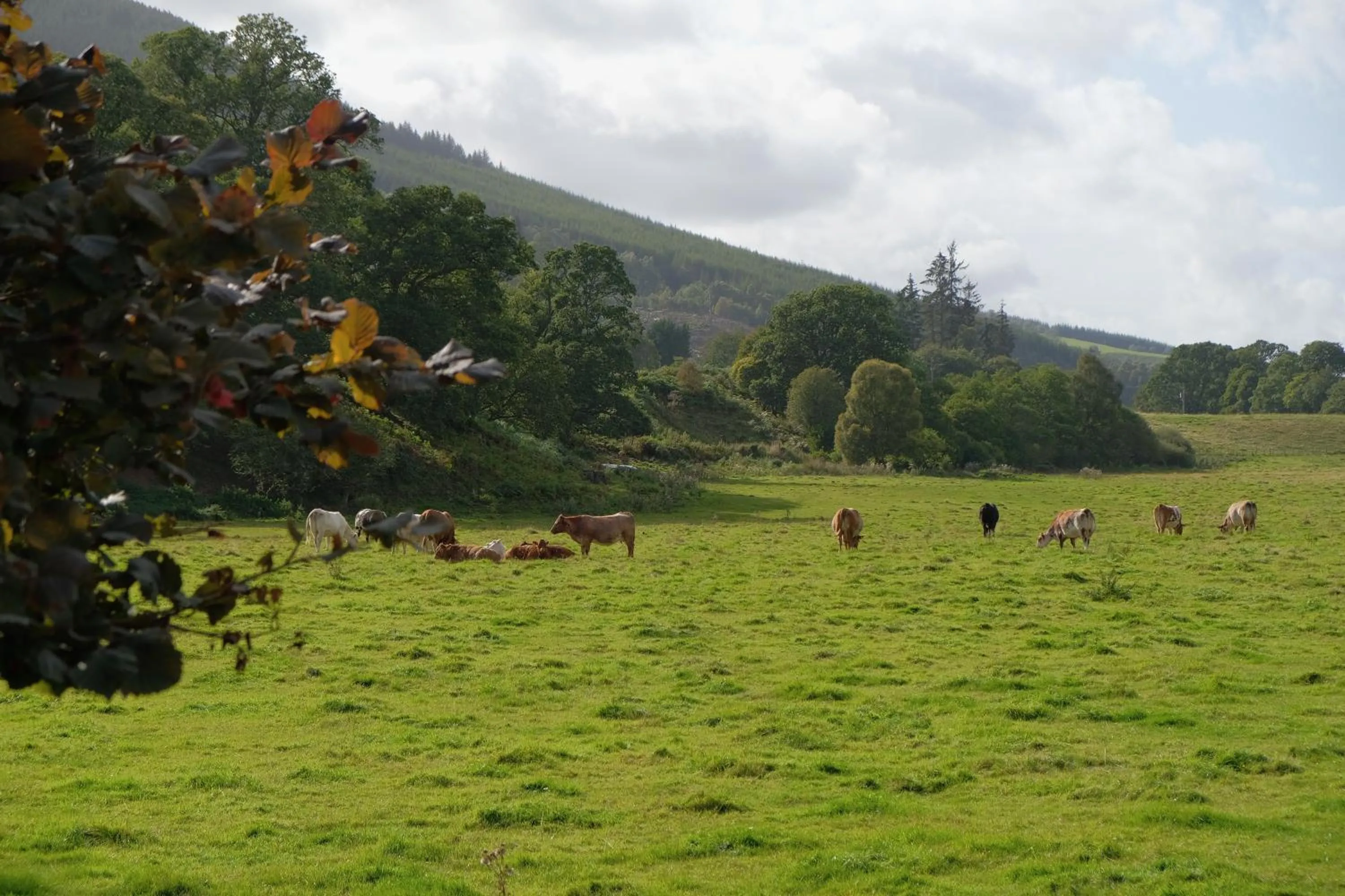 Natural landscape in Morlea Bed & Breakfast
