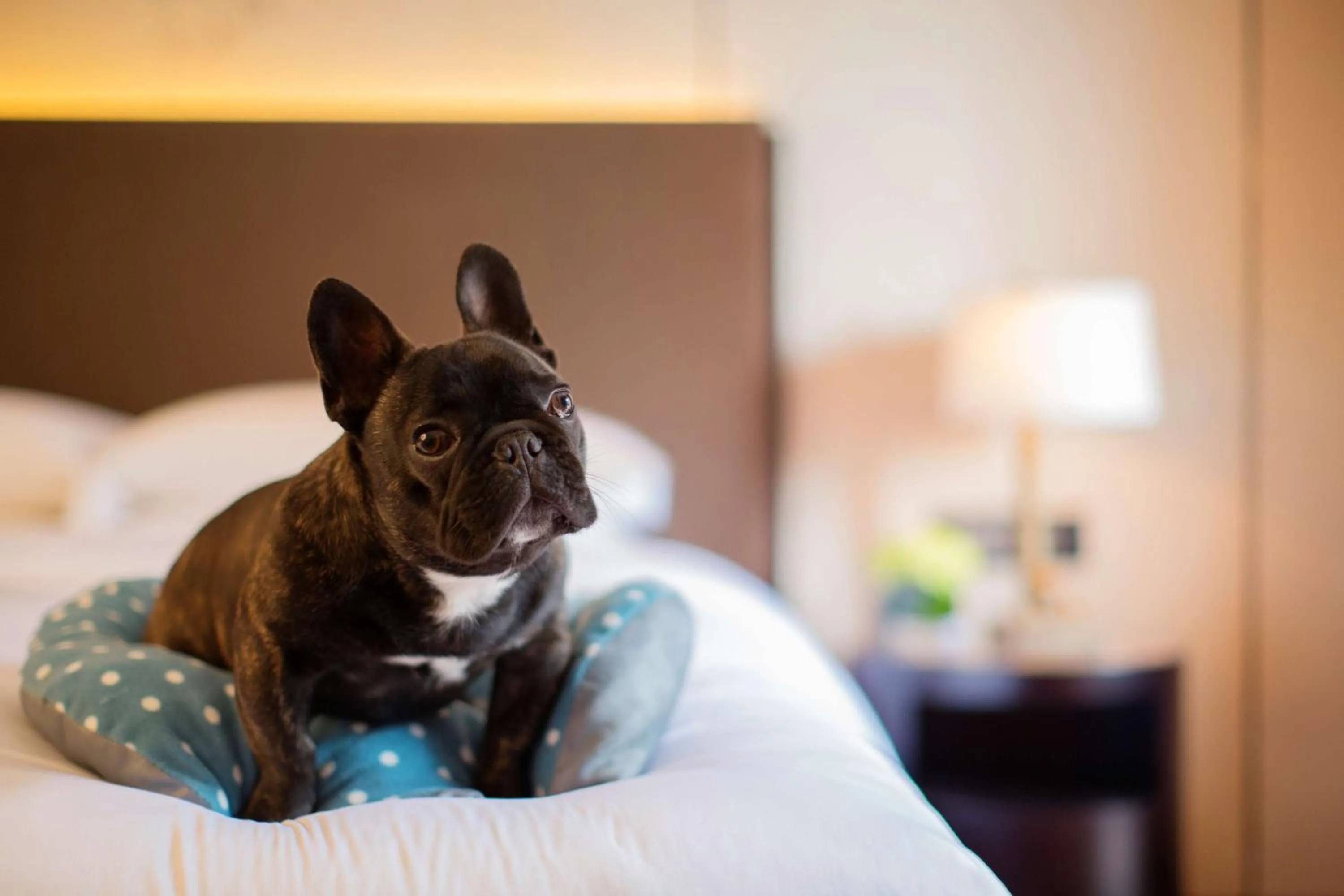 Photo of the whole room in Hyatt Regency Chongming