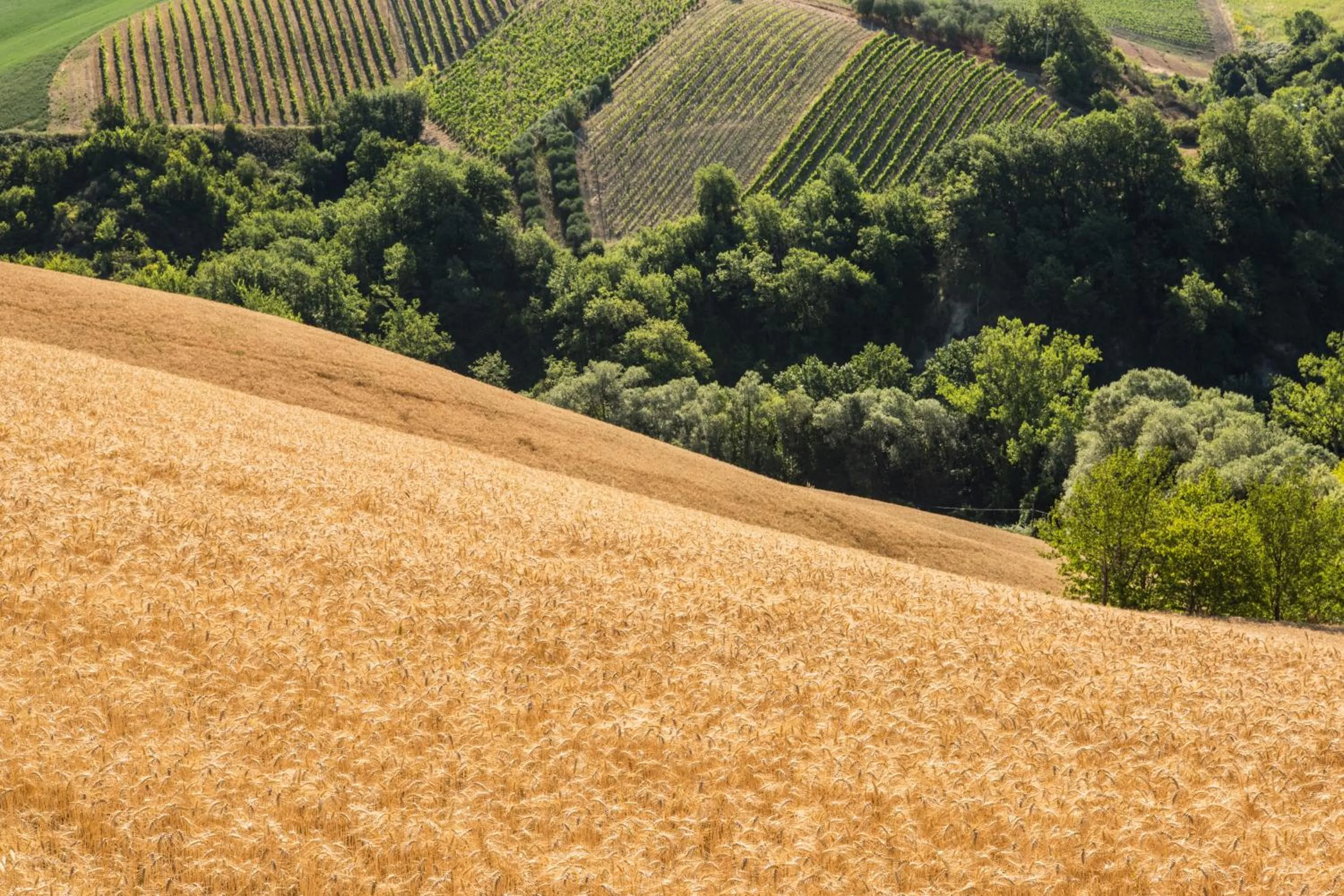 Natural landscape in Relais Cocci Grifoni - Panoramic Wine Resort