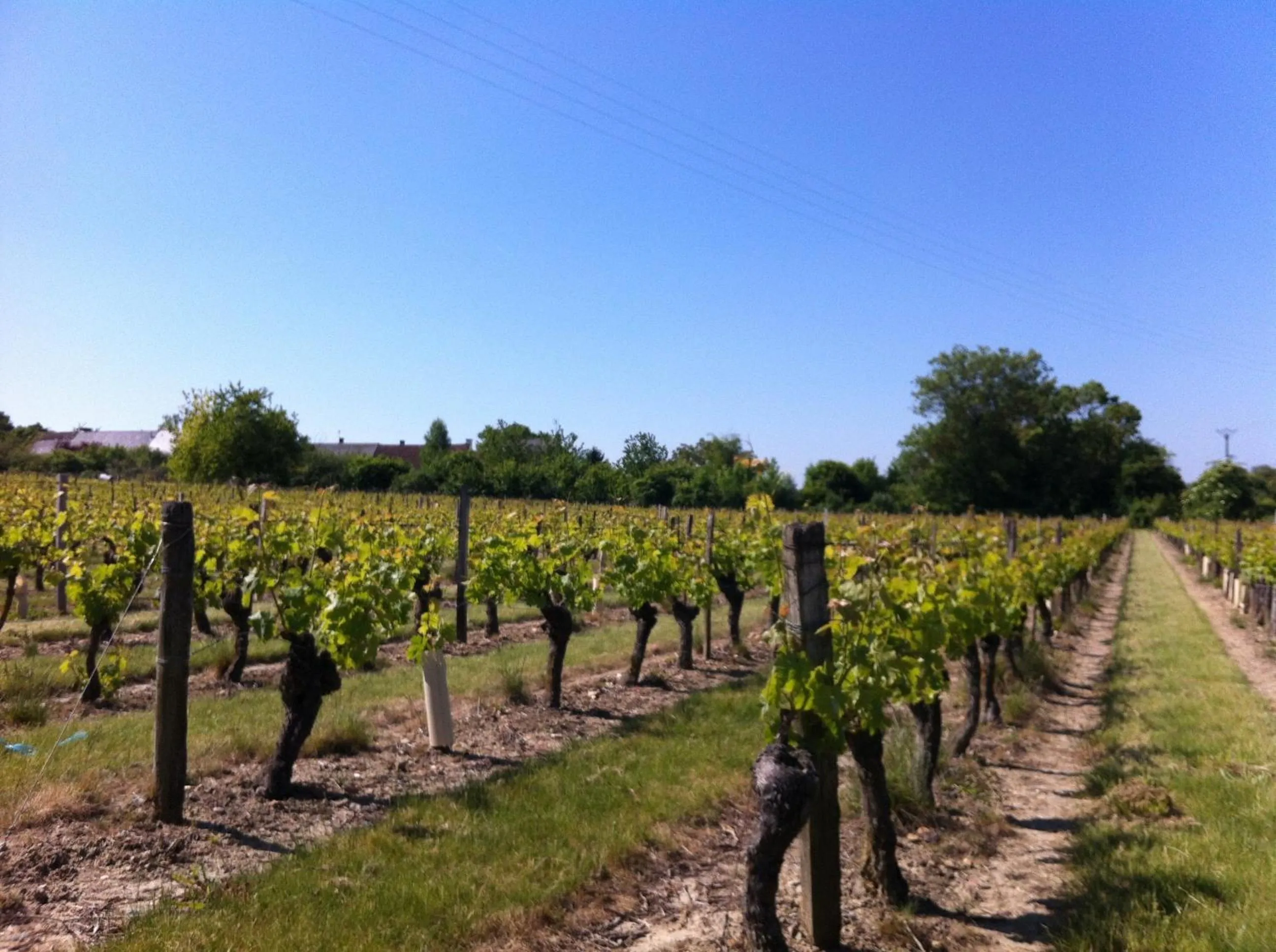 Natural landscape in La Balastière