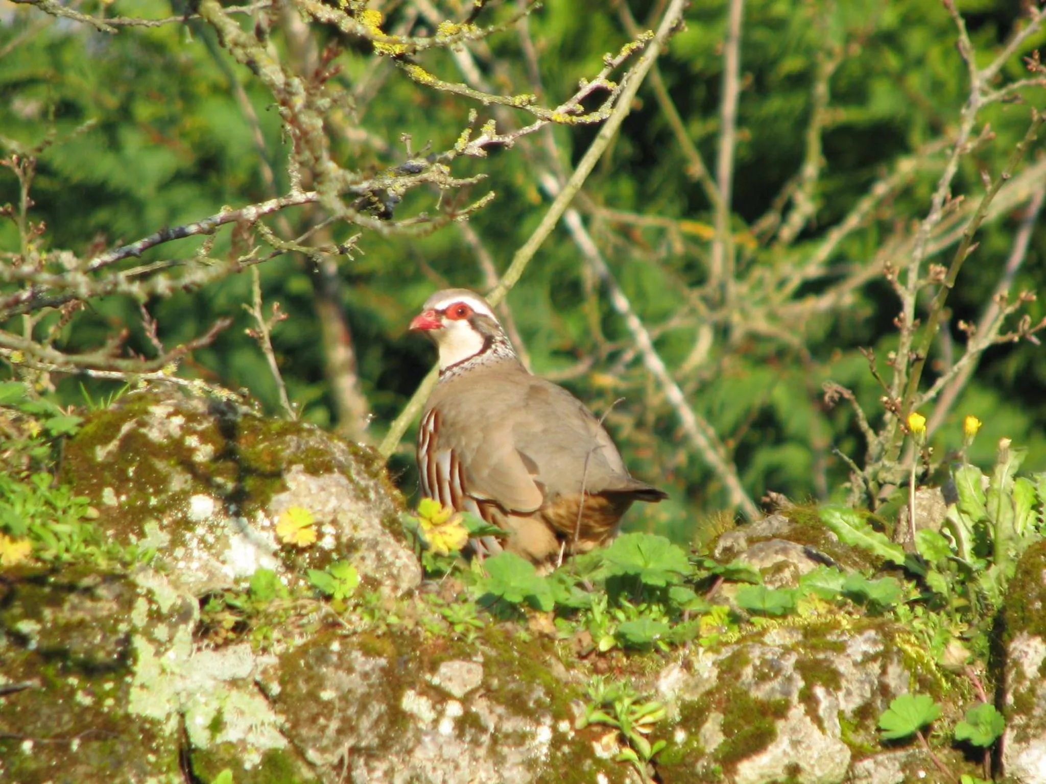 Other in La Balastière