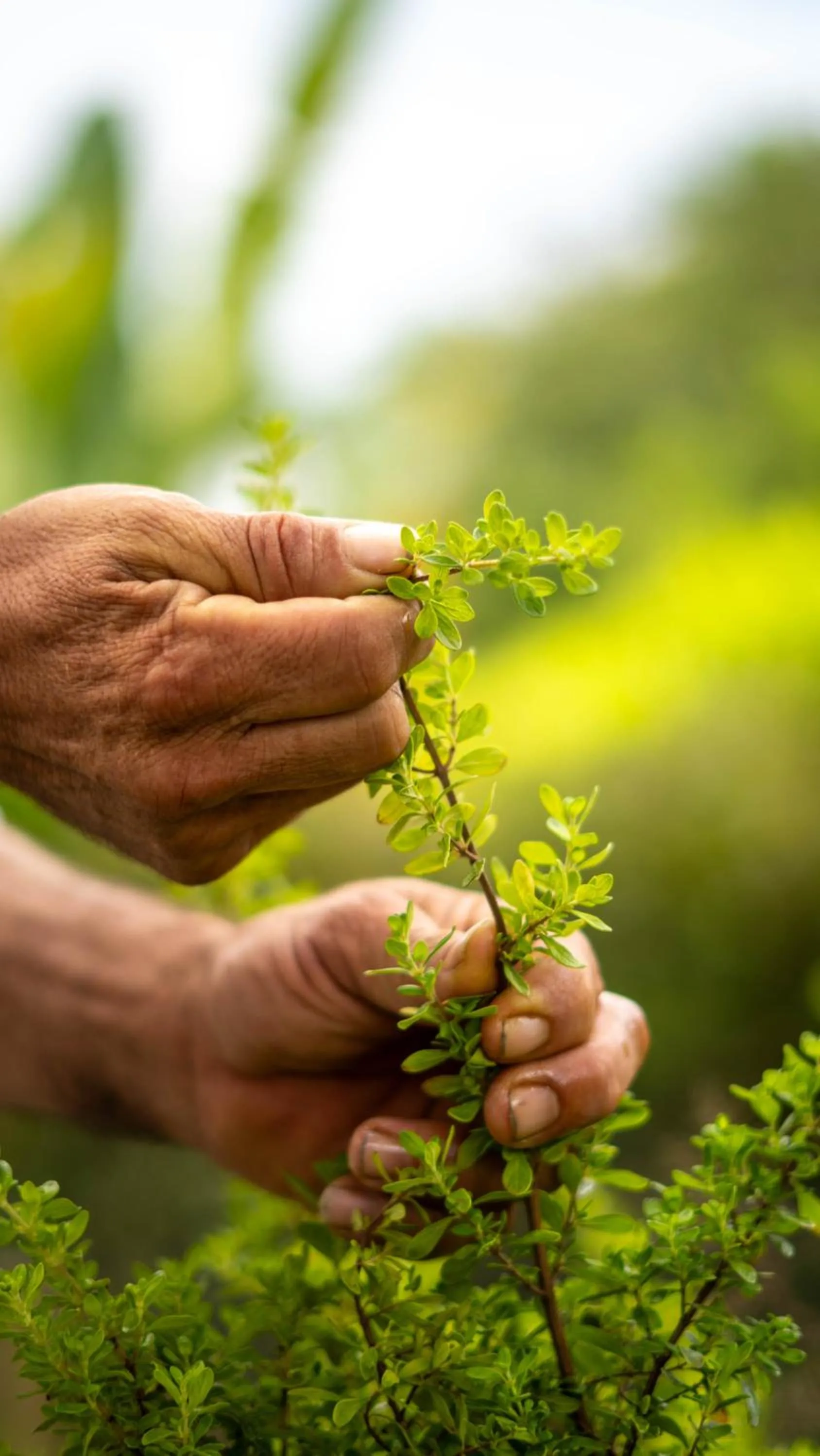 Spring in Cannatel Exclusive Hotel