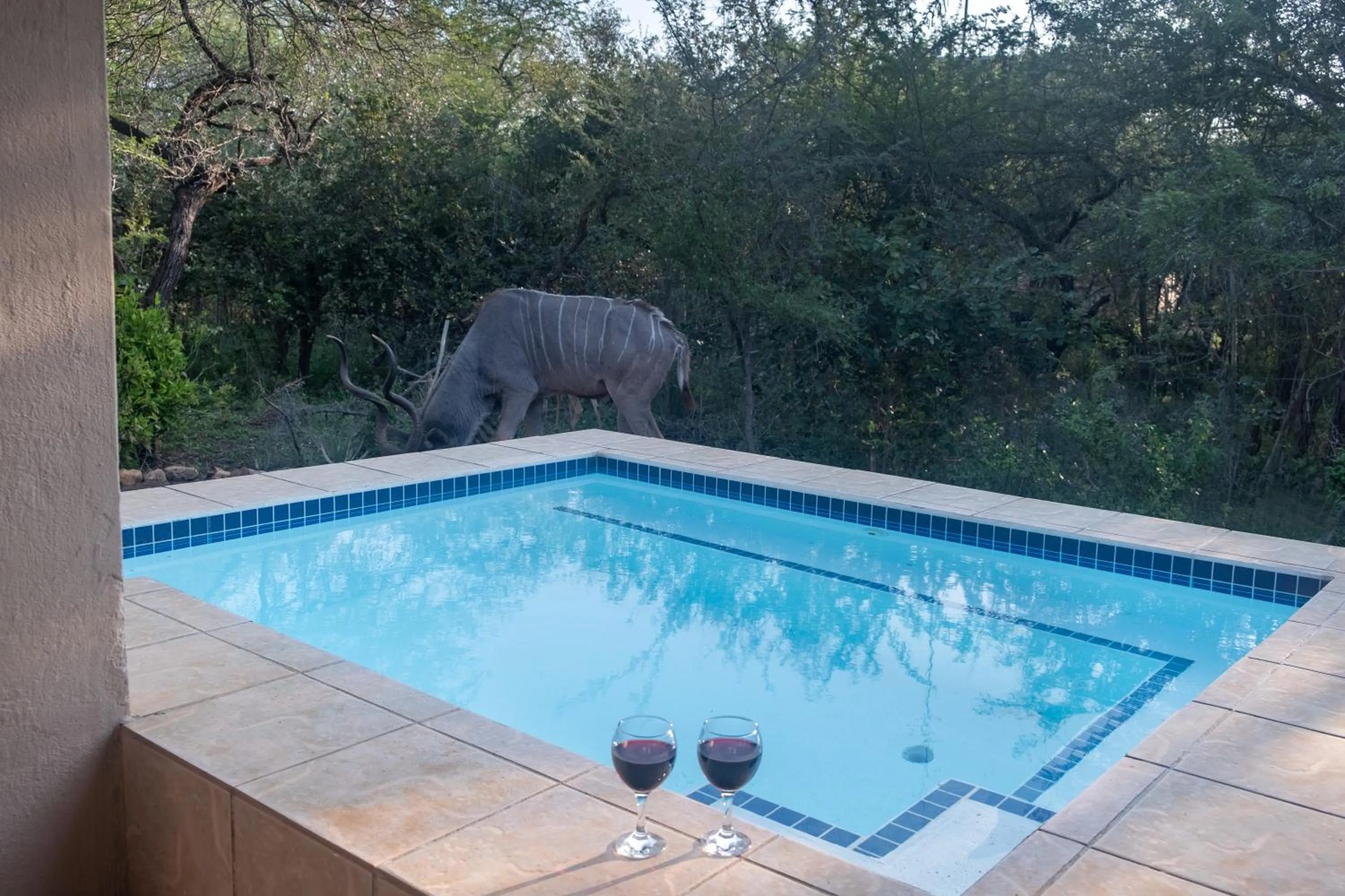 Animals in Kruger Cottage