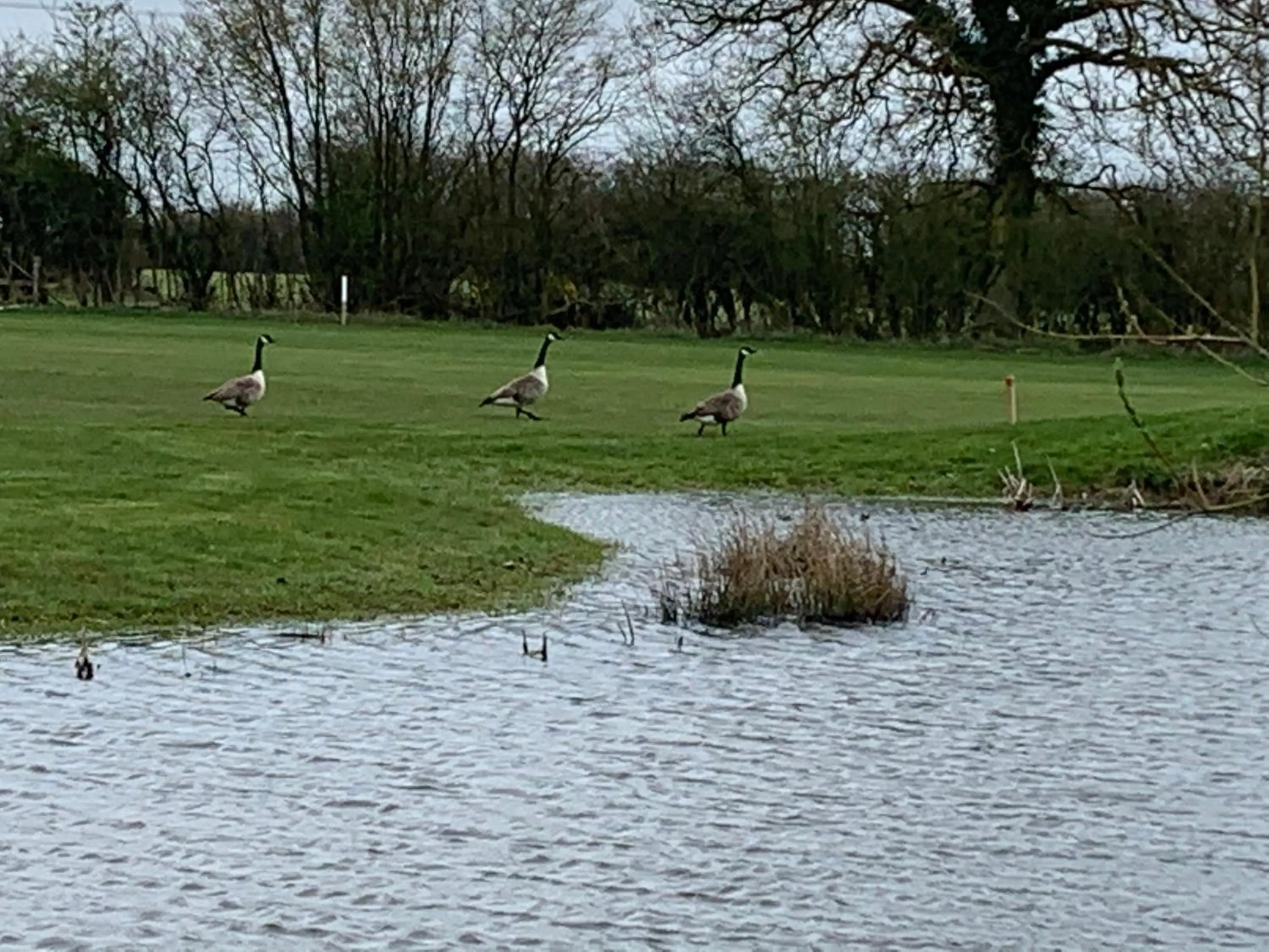 Natural landscape in Silverstone Golf Club And Hotel