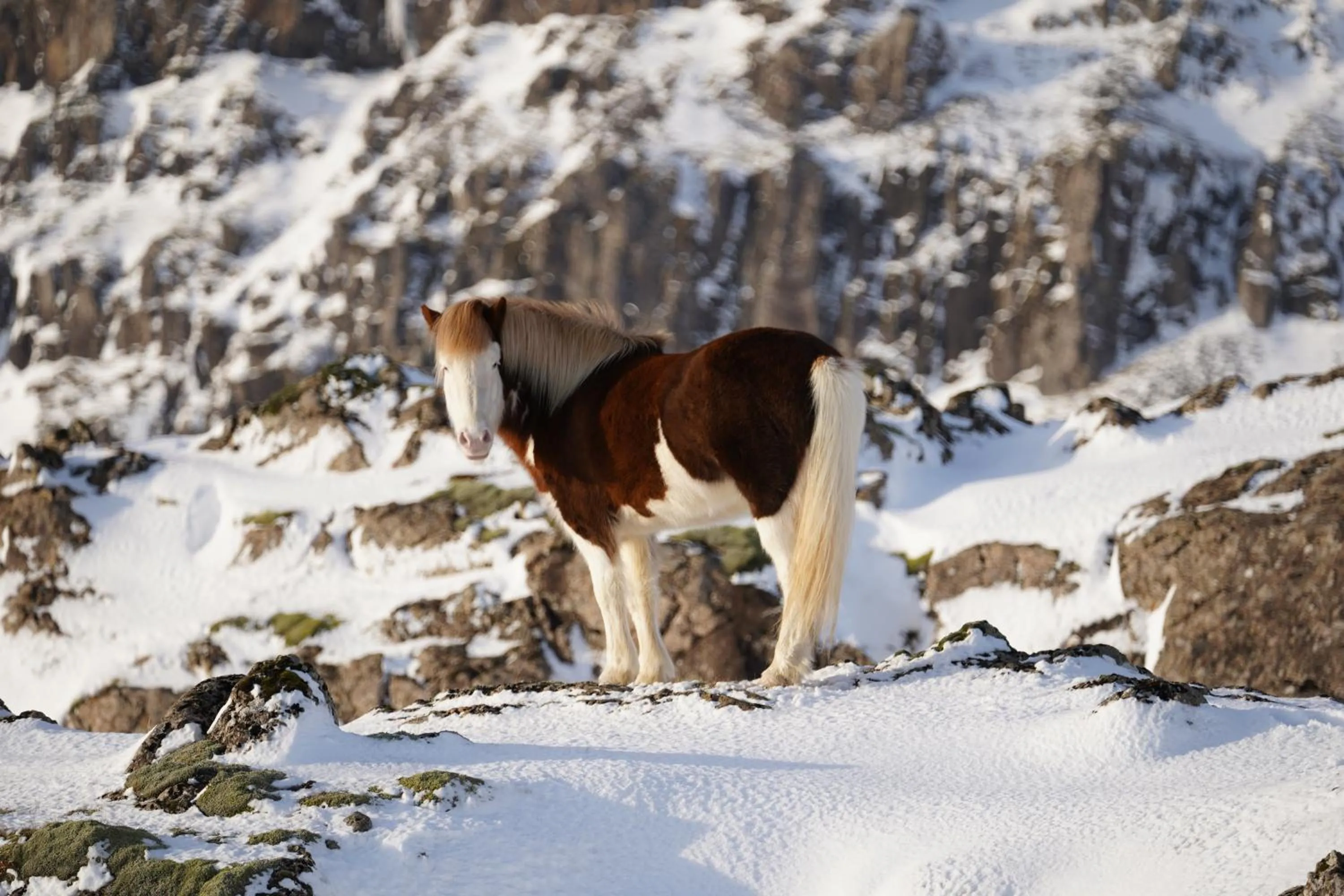 Seljavellir Guesthouse