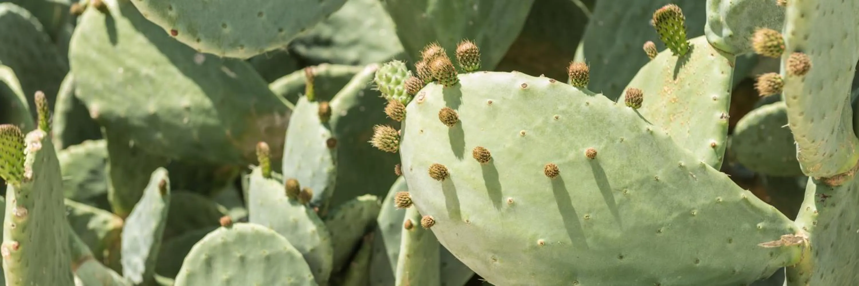 Garden in Cas Cabo Nou Agroturismo Adults Only