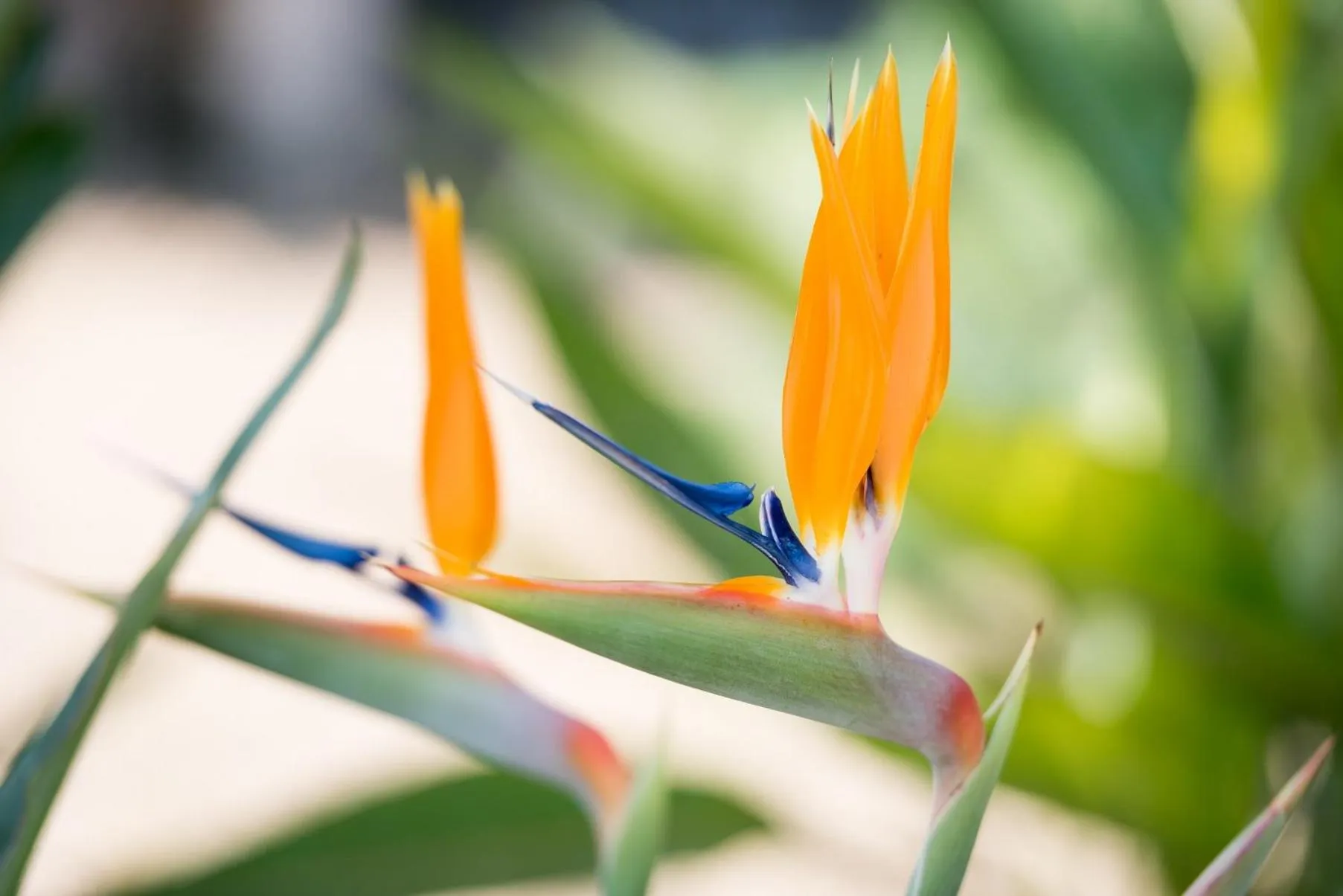 Garden in Cas Cabo Nou Agroturismo Adults Only