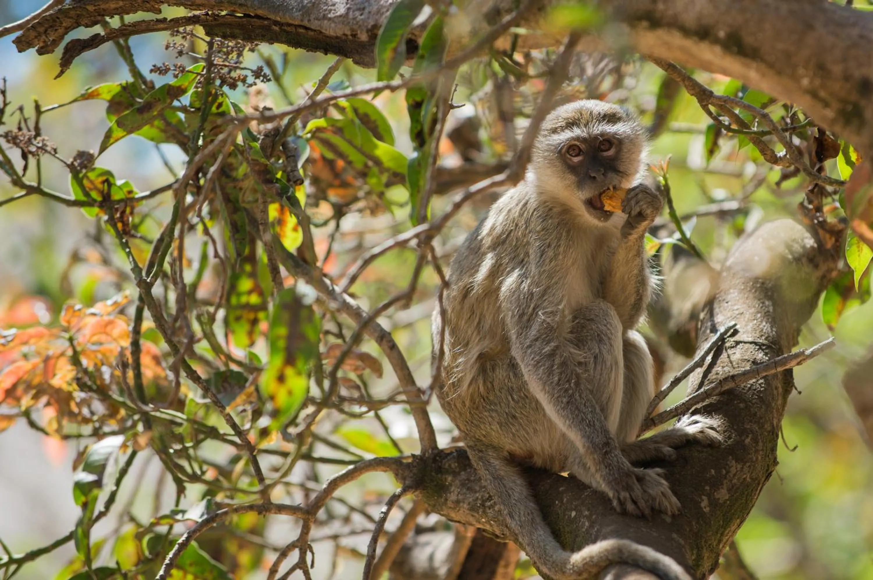 Animals in Lilayi Lodge