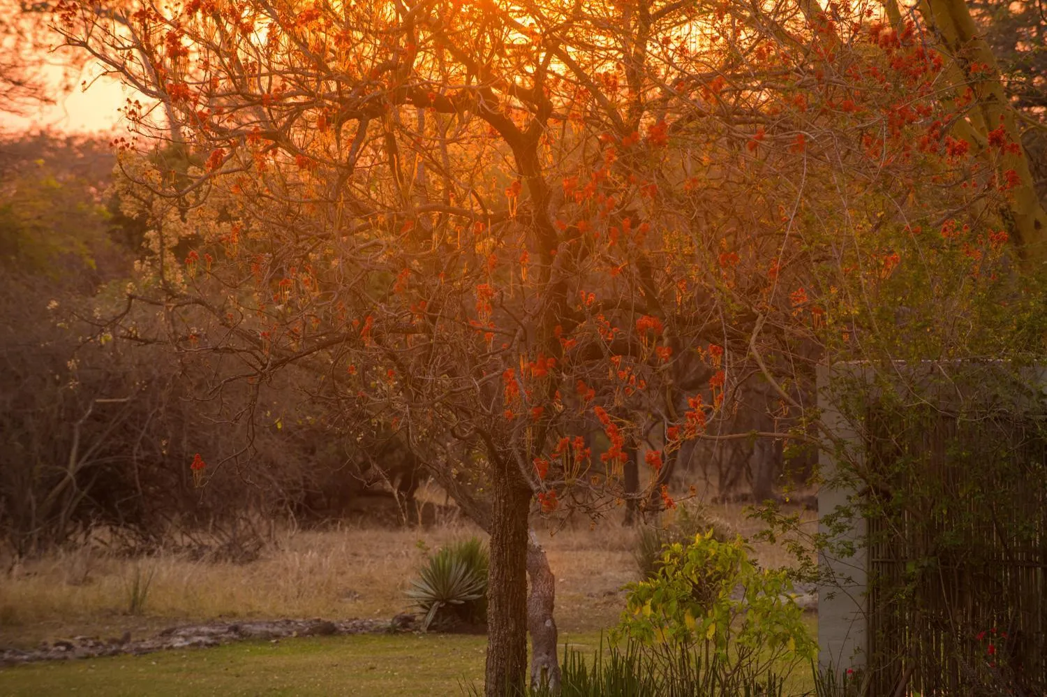 Natural landscape in Lilayi Lodge