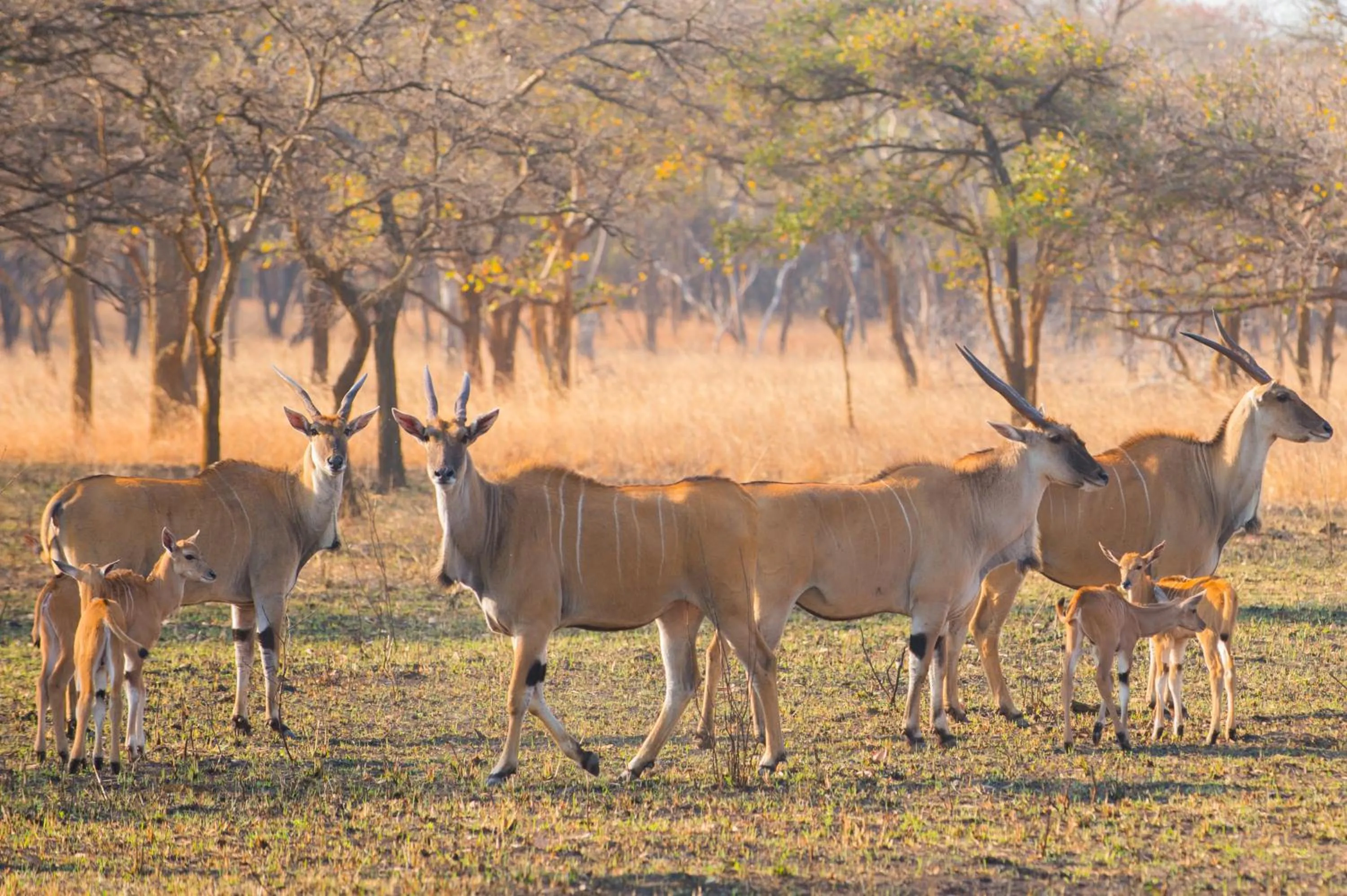 Animals in Lilayi Lodge