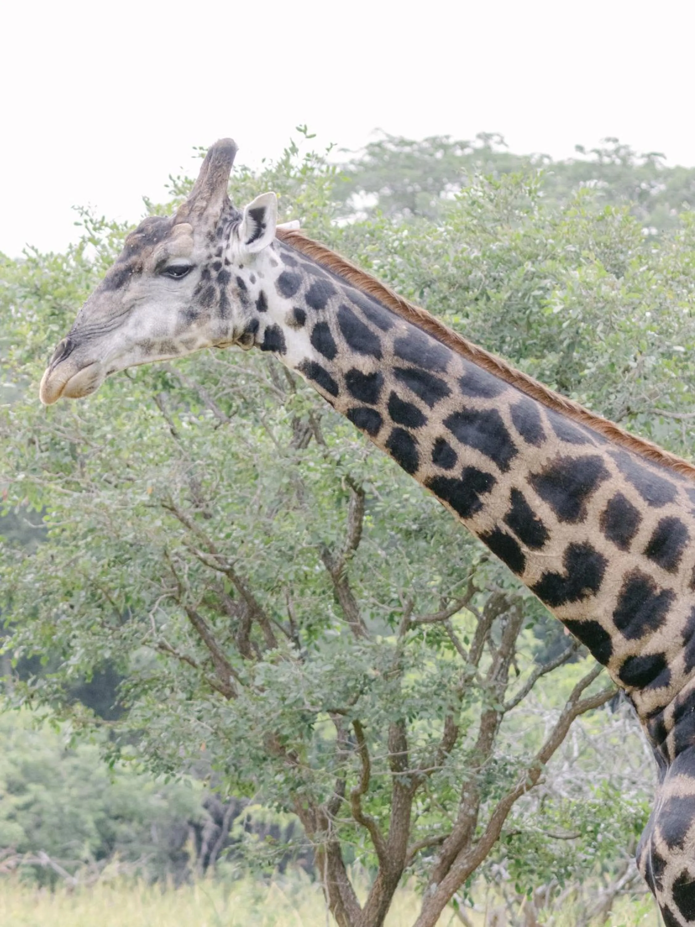 Animals in Lilayi Lodge