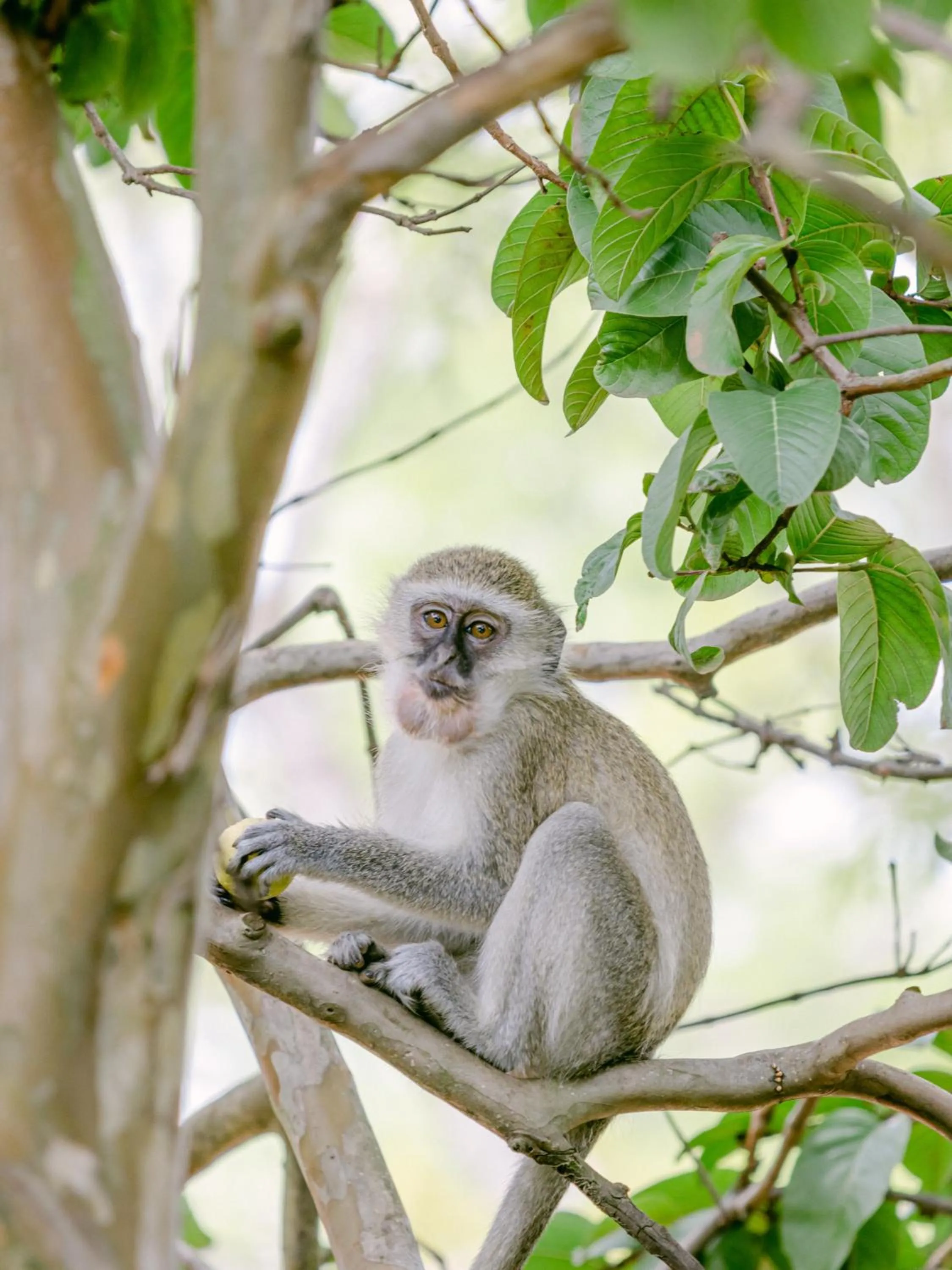 Animals in Lilayi Lodge