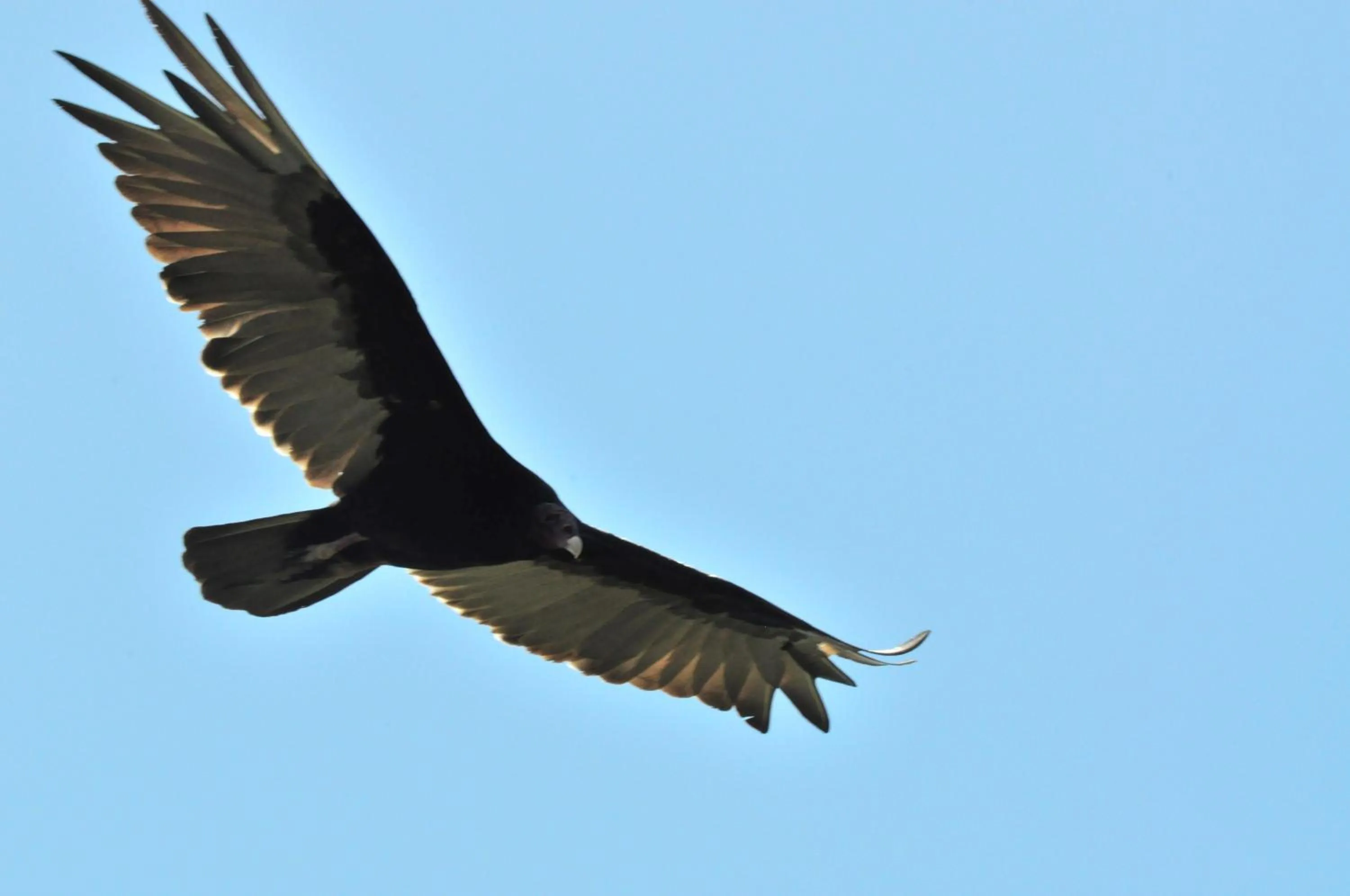 Animals in Mombacho Lodge
