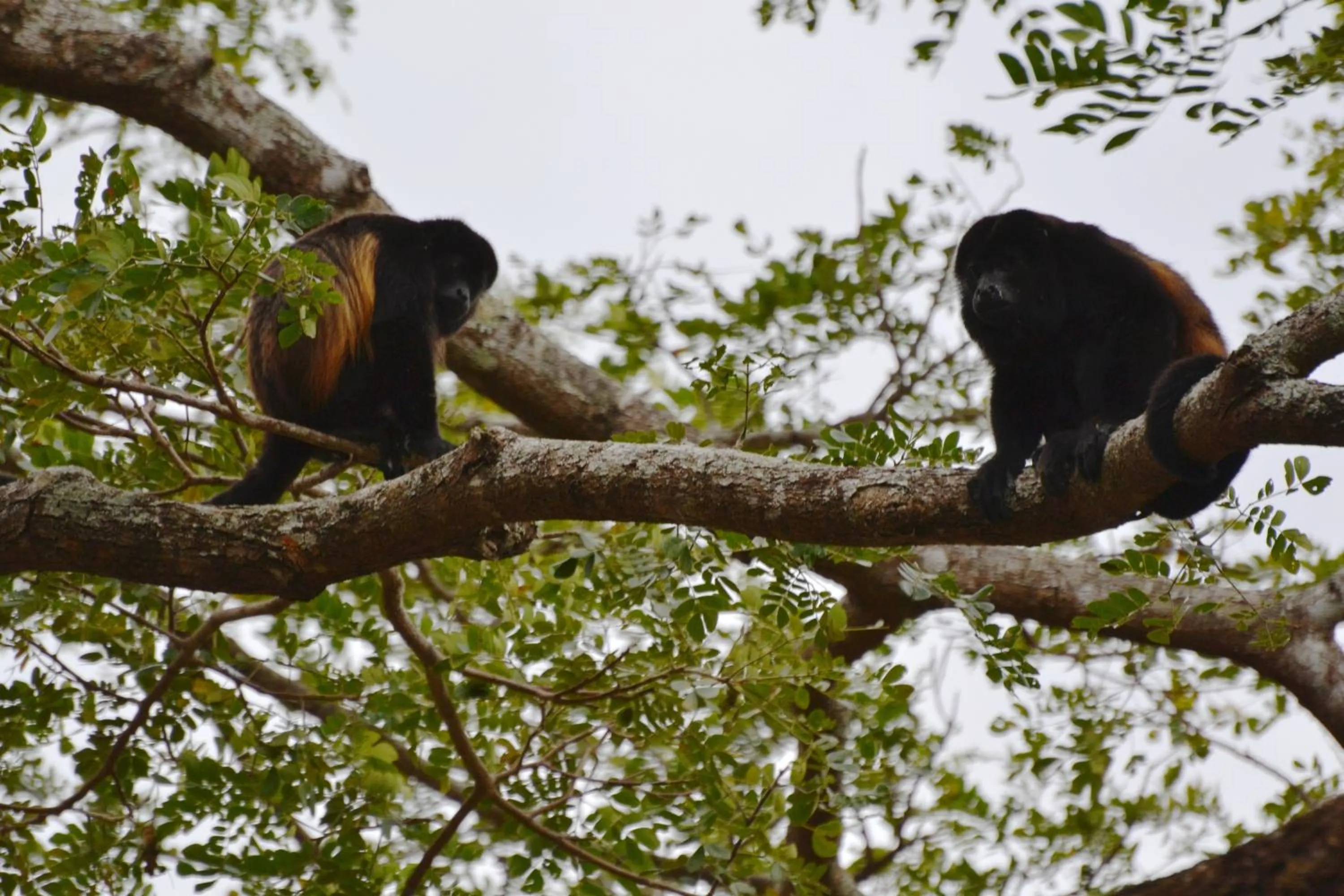 Animals in Mombacho Lodge