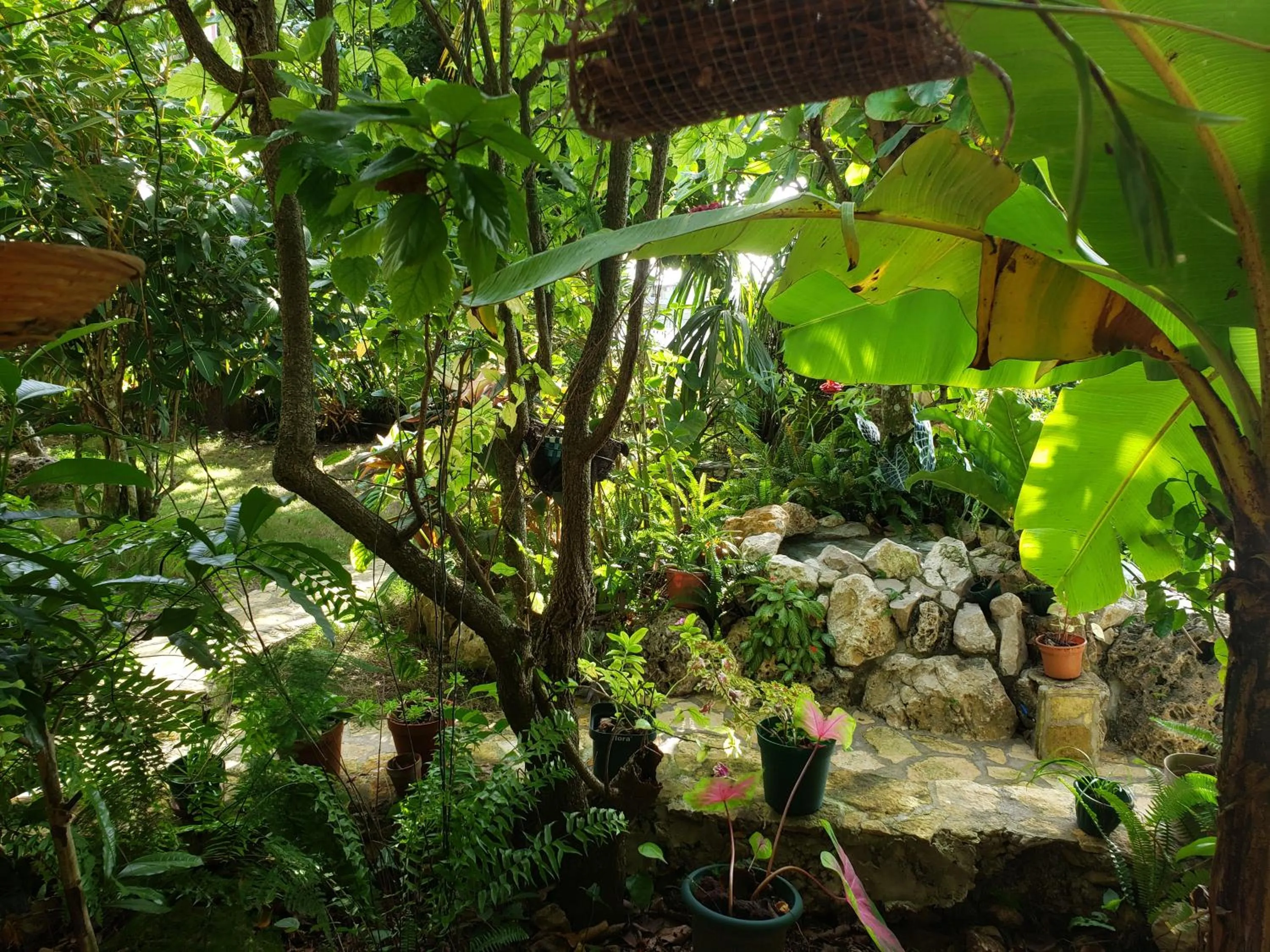 Garden in Zapote Tree Inn