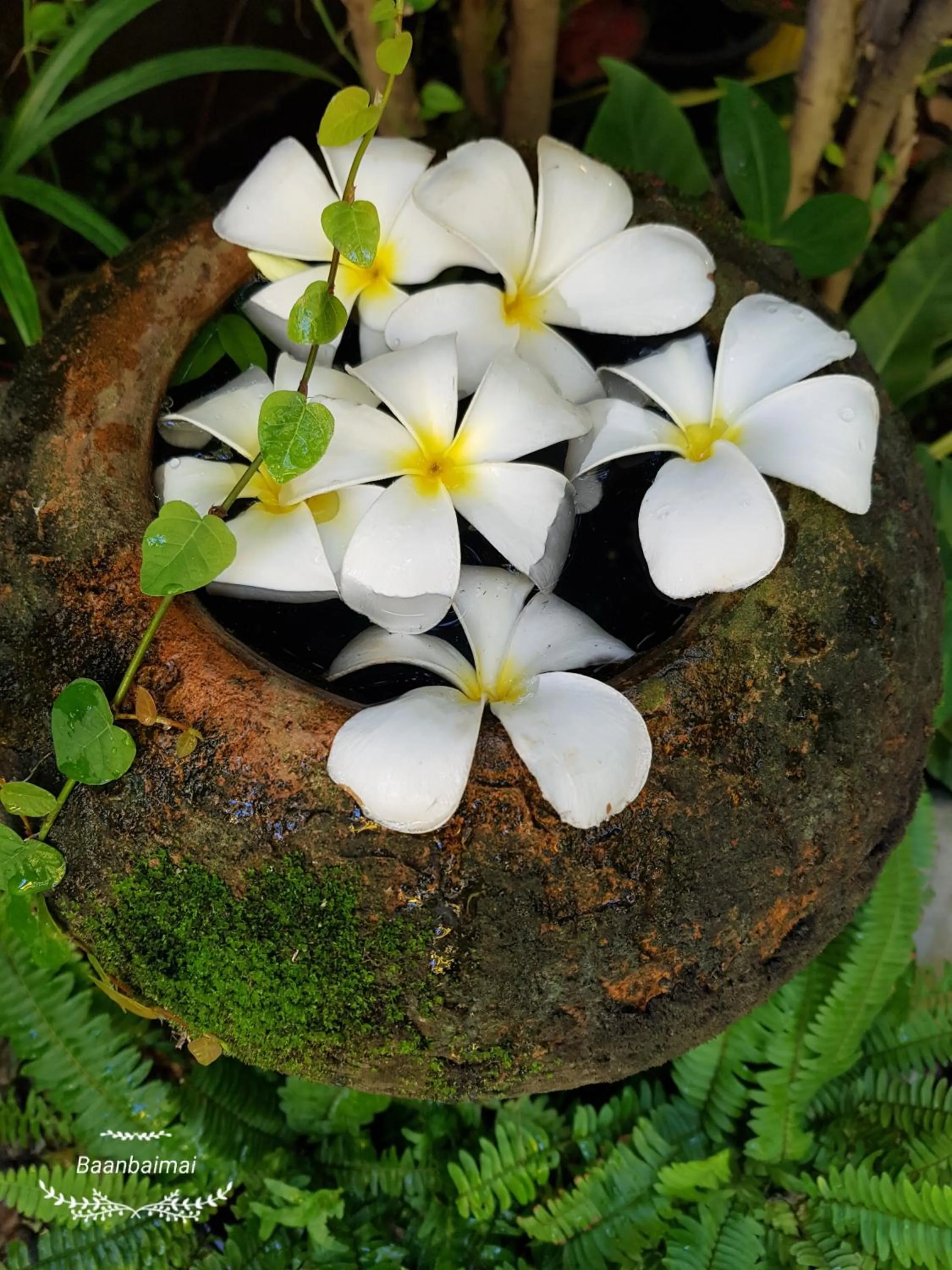 Baan Baimai Boutique Room