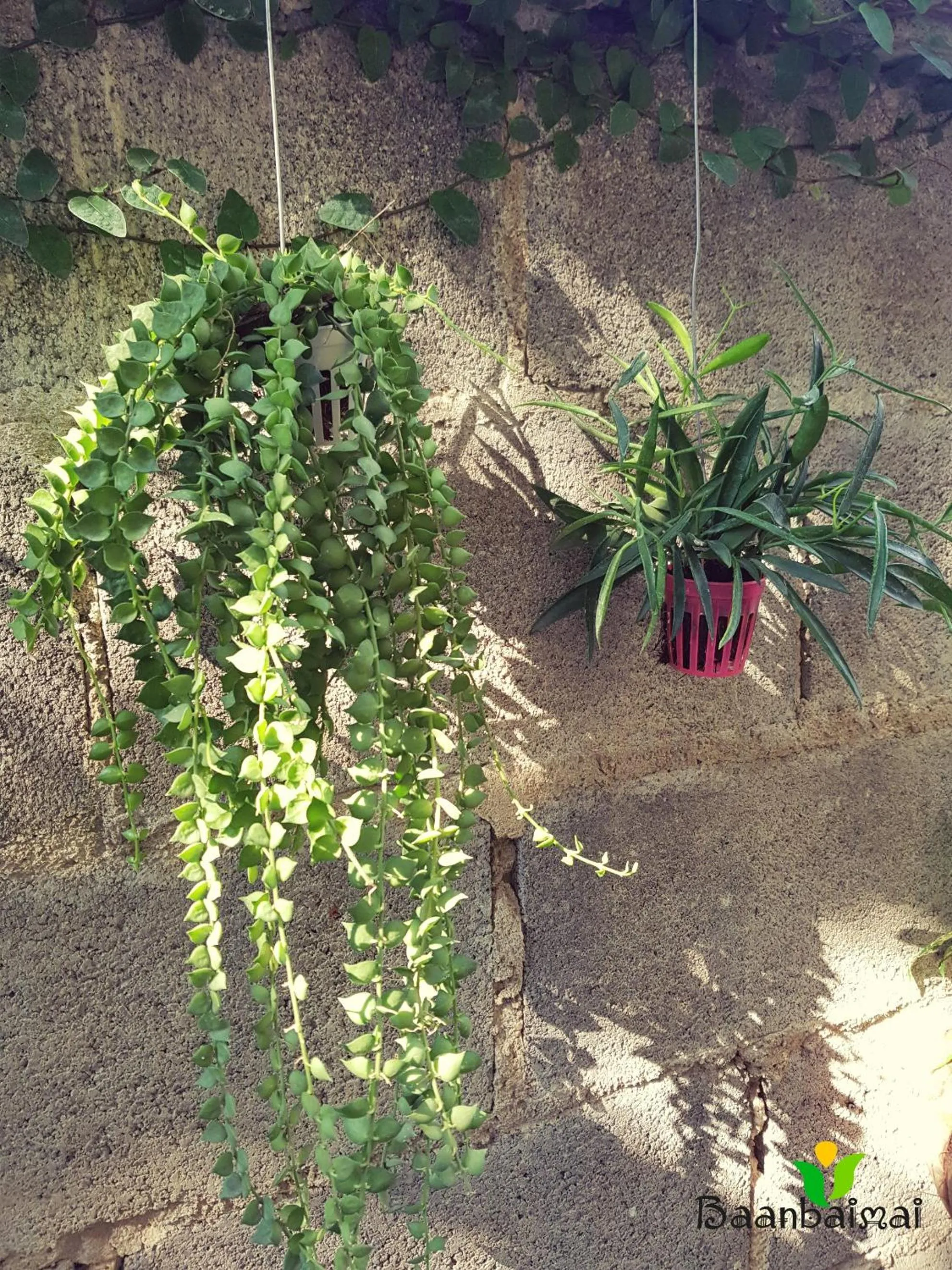 Baan Baimai Boutique Room