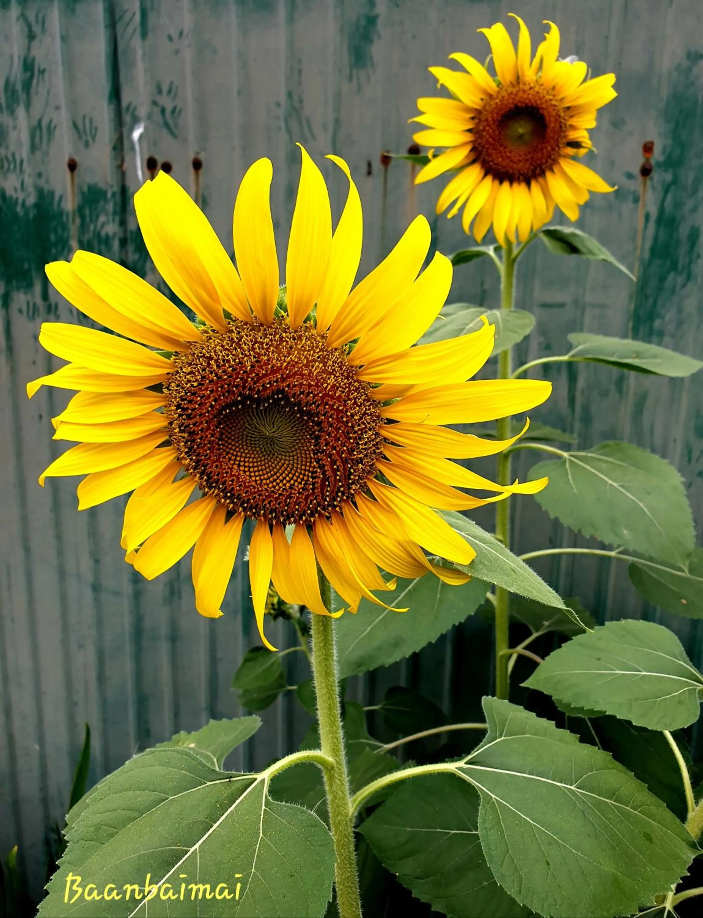 Baan Baimai Boutique Room
