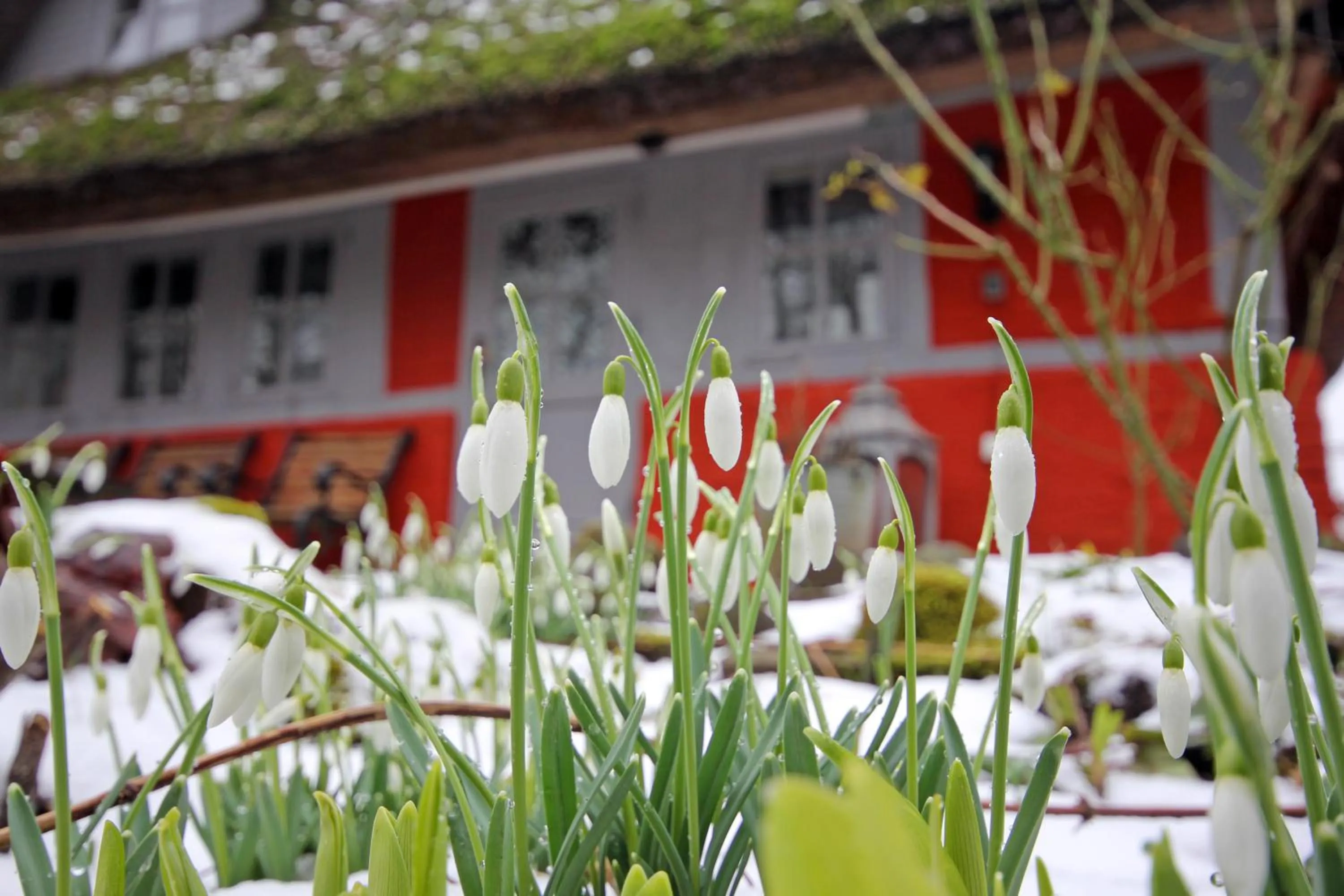 Garden in Wohnungen unter Reet