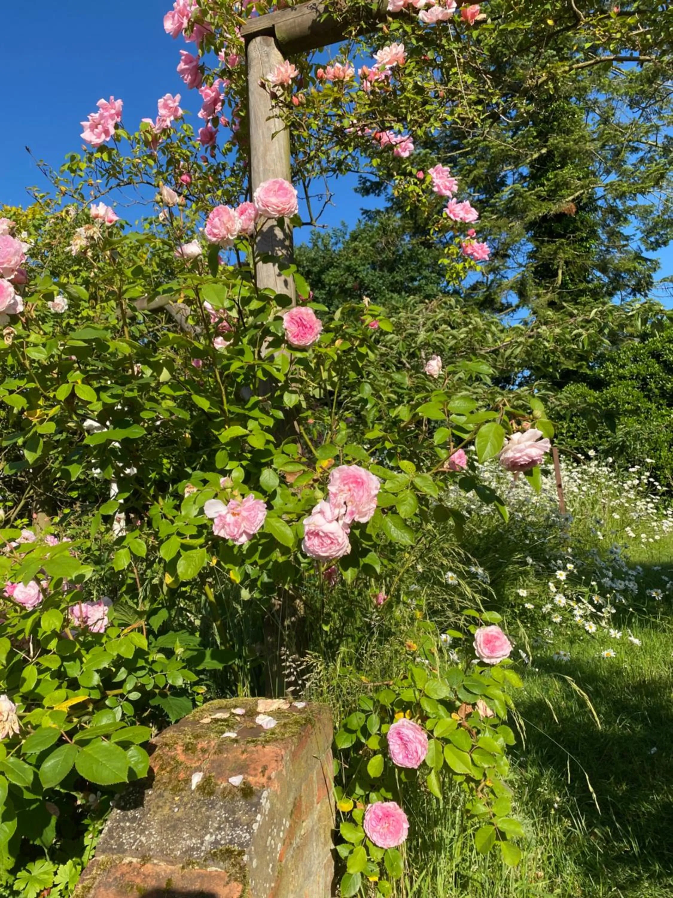 Mulleys Cottage (Bed and Breakfast)