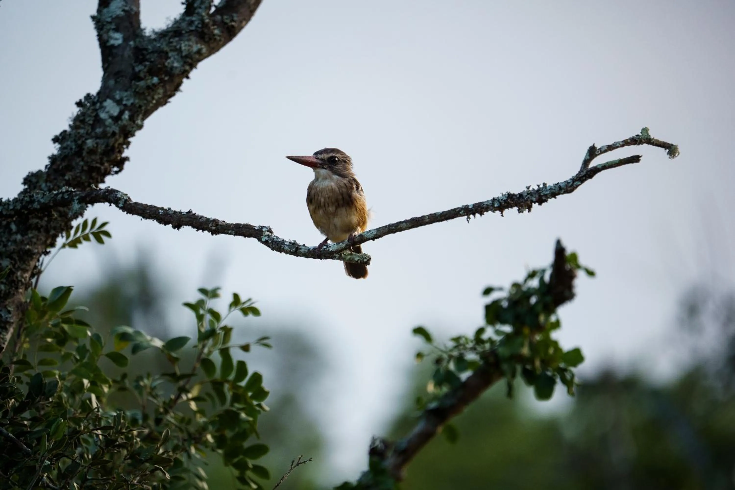 Natural landscape in RiverBend Lodge