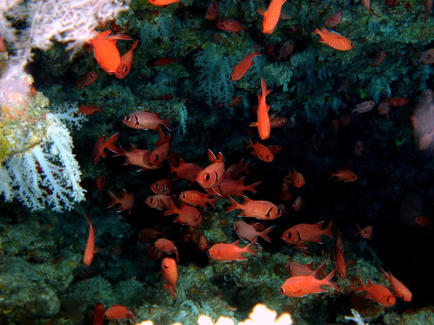 Diving in Plumeria Maldives