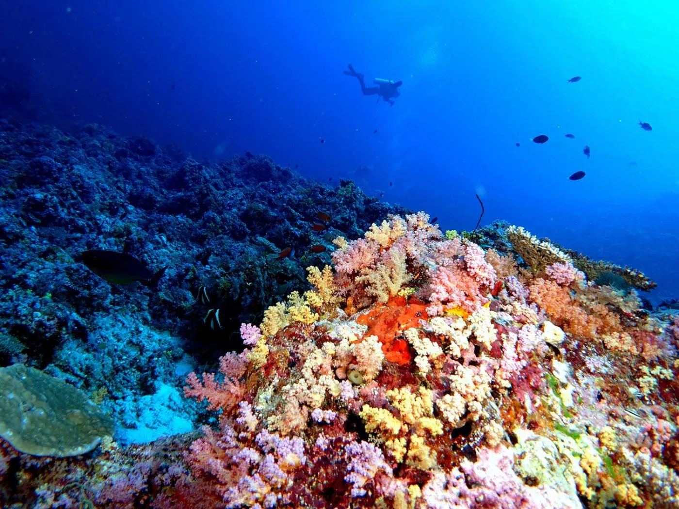 Diving in Plumeria Maldives