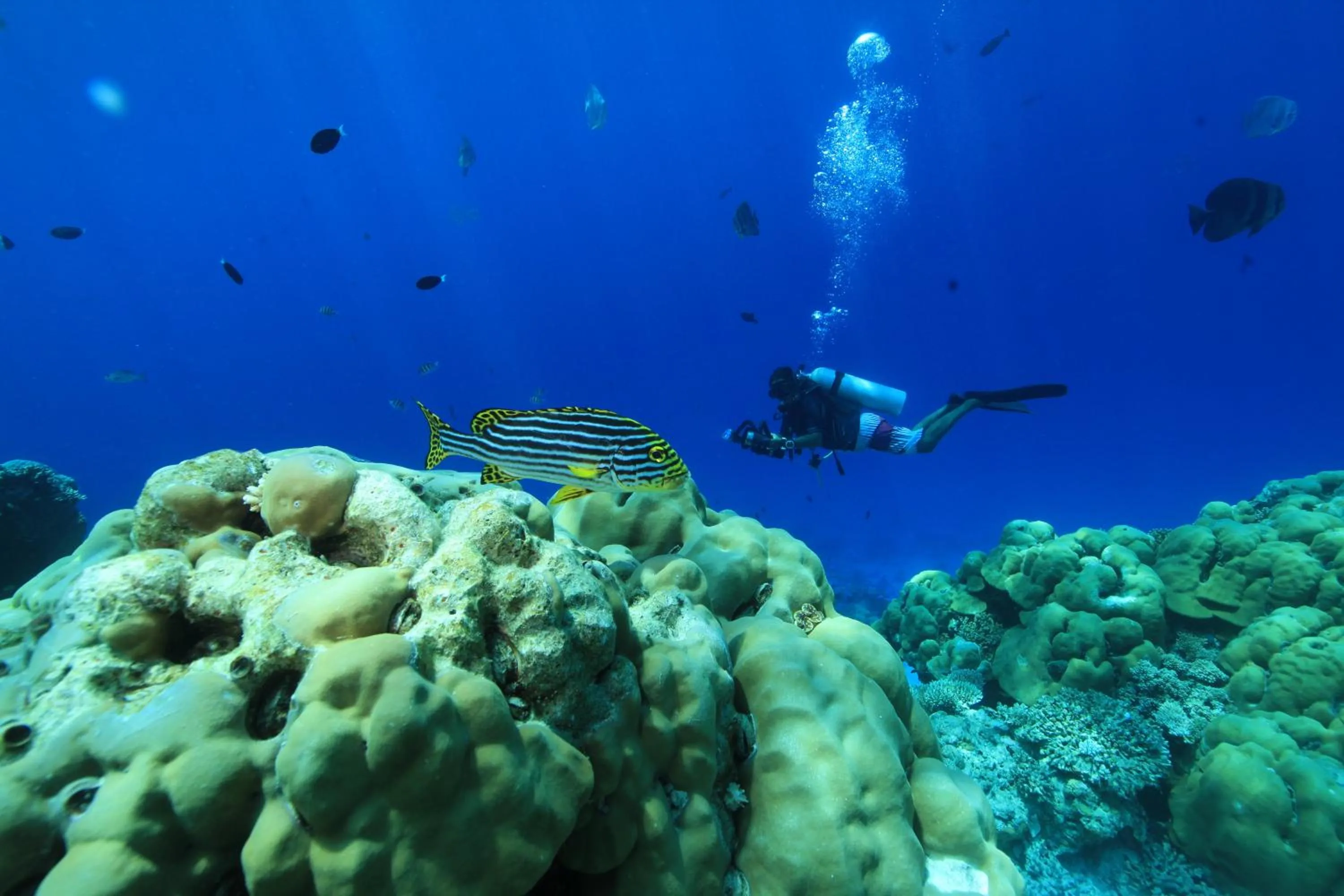 Diving in Plumeria Maldives