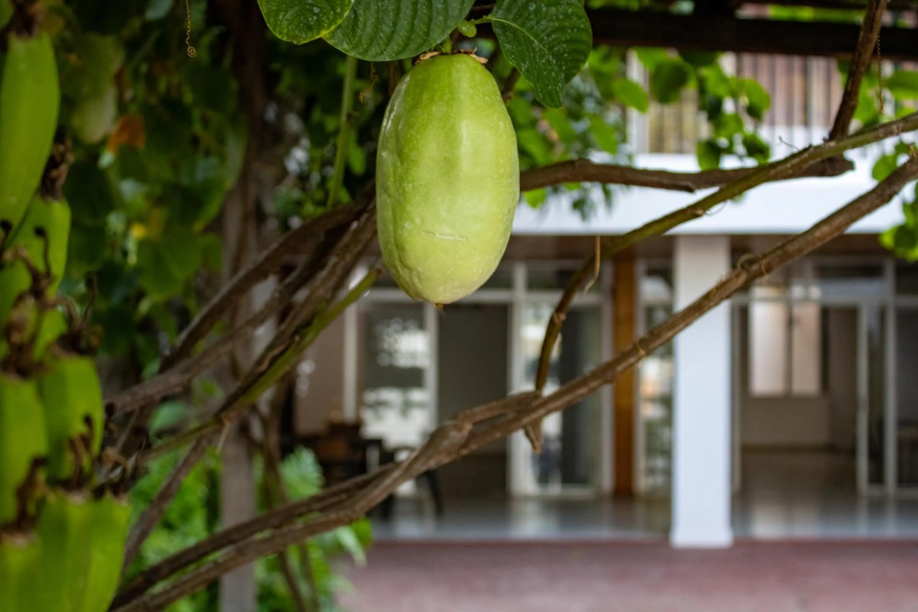 Garden in Volcano Hostal y Restaurante