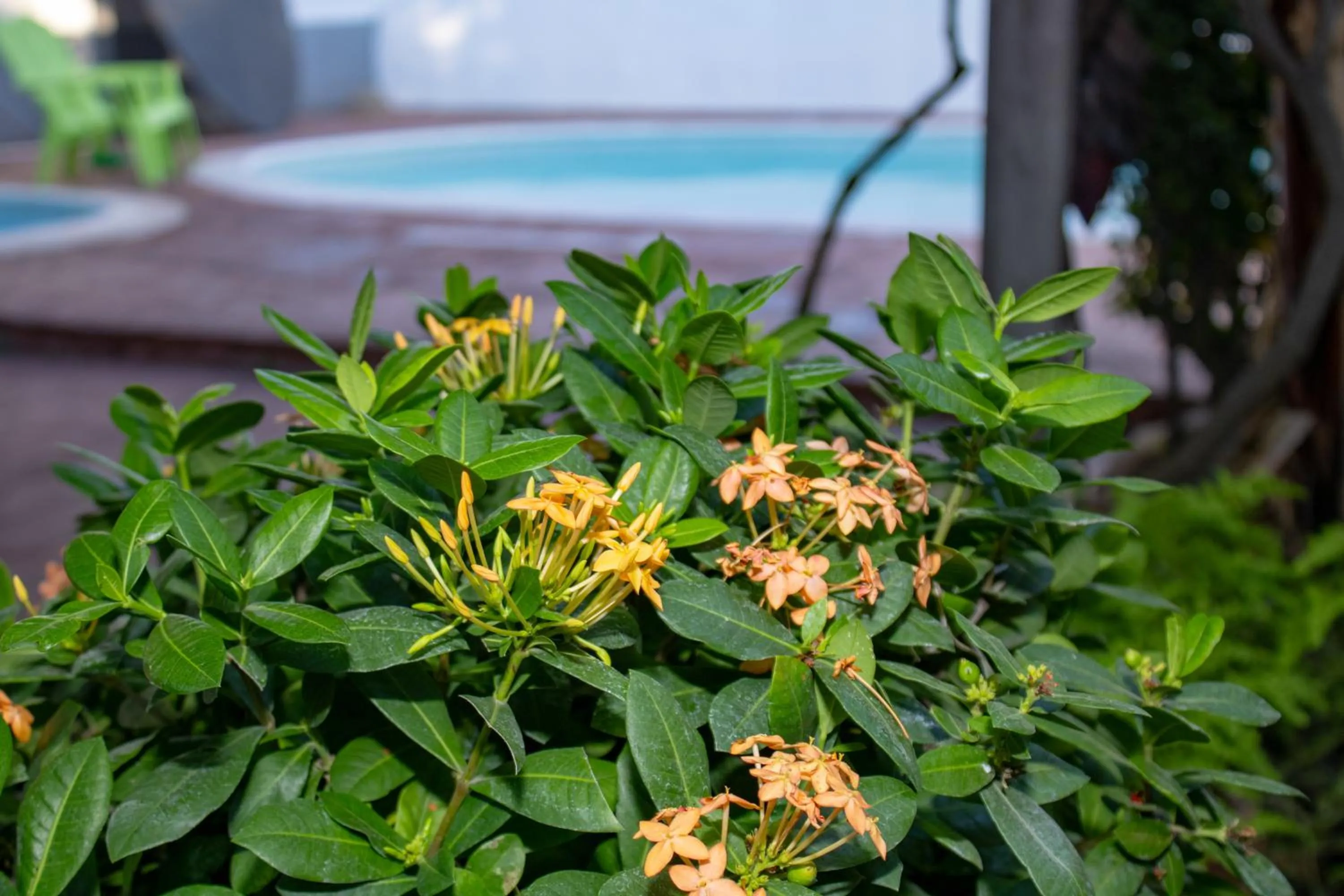 Garden in Volcano Hostal y Restaurante