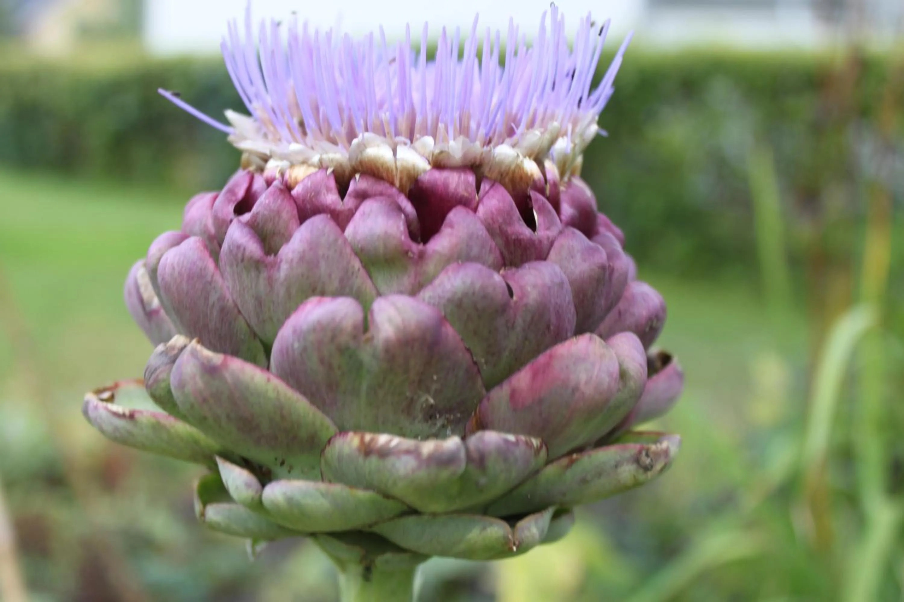 Natural landscape in Hotell Zlafen Bed and Breakfast