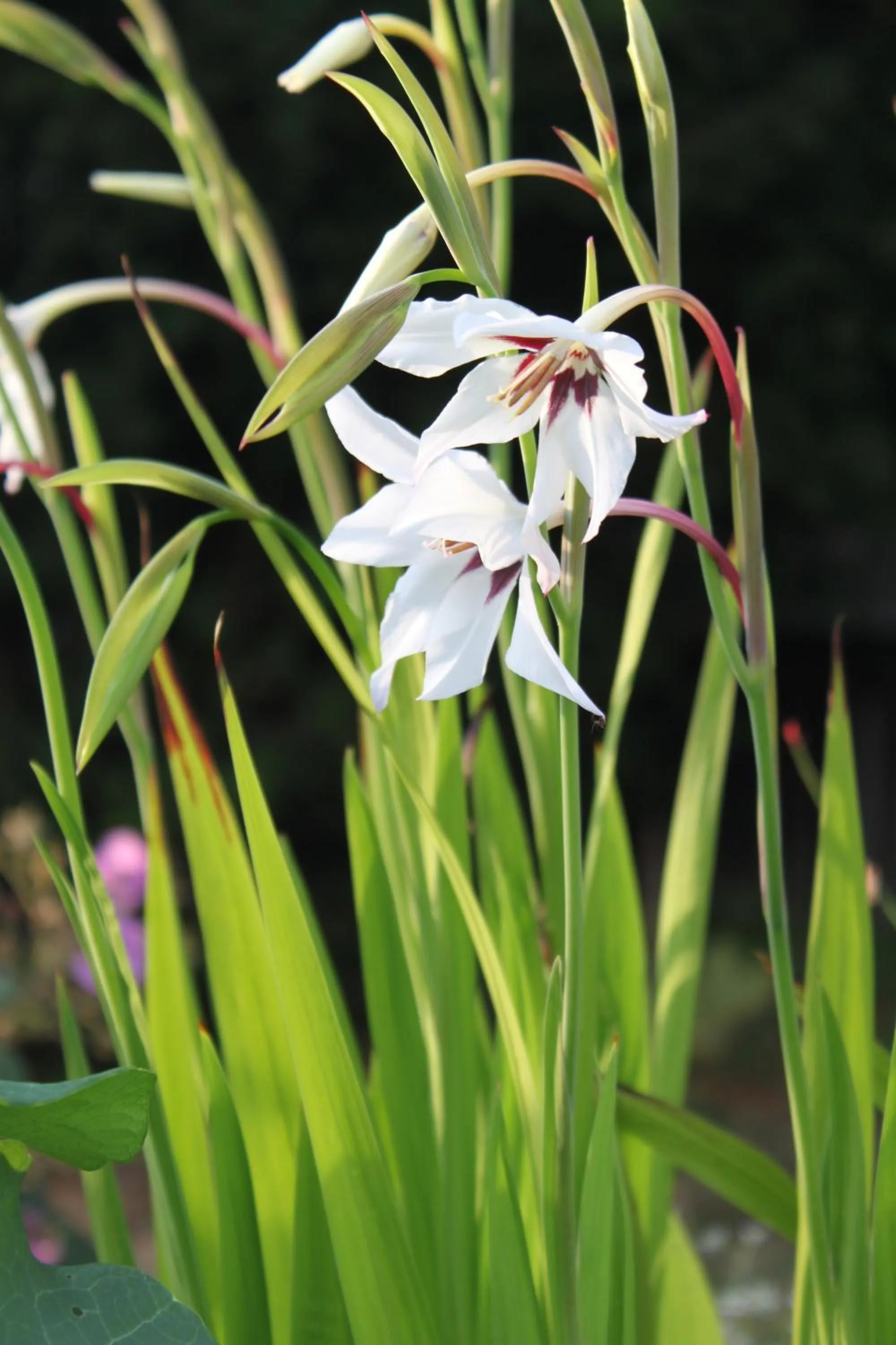 Neighbourhood in Hotell Zlafen Bed and Breakfast