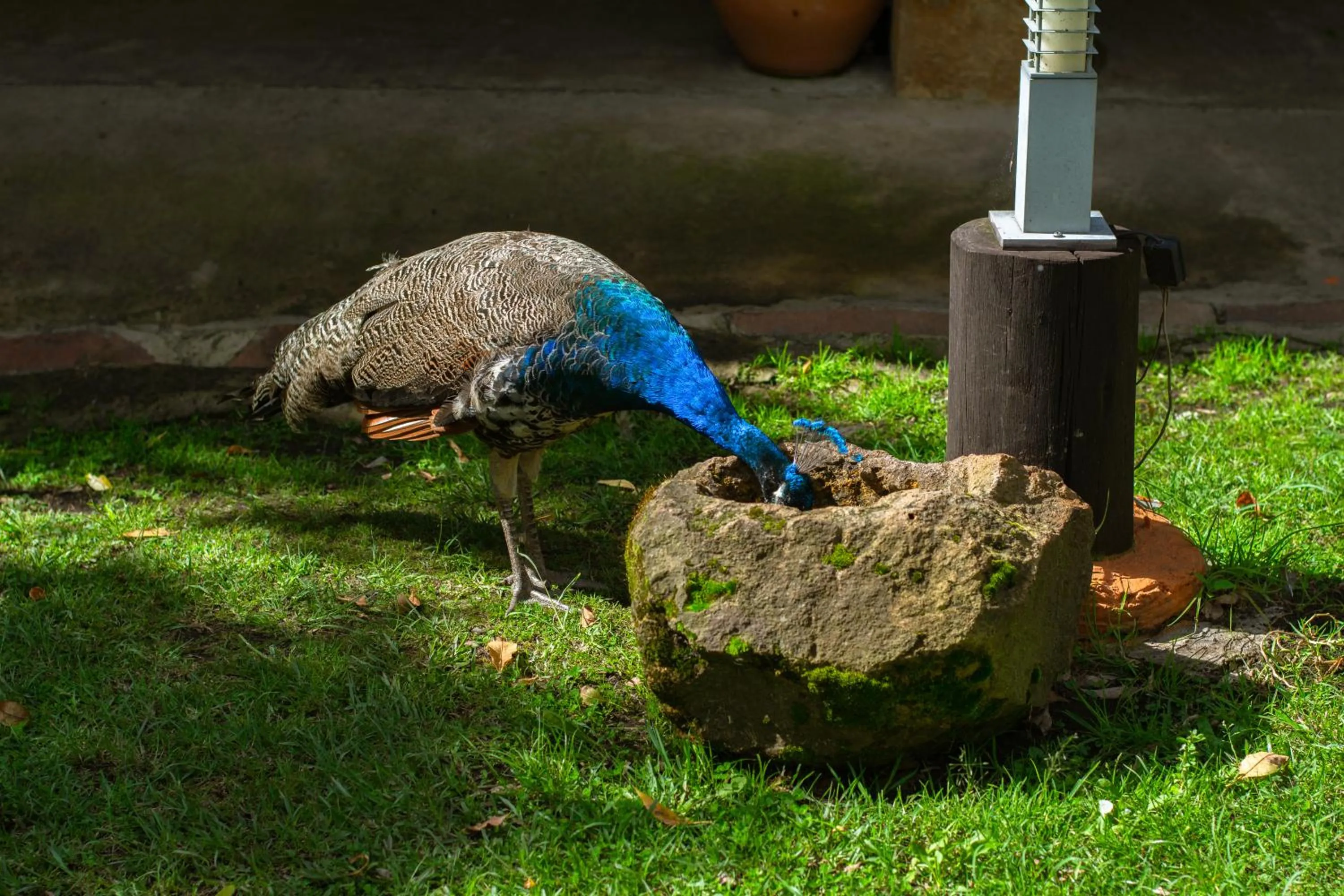 Animals, Other Animals in Posada la Serena