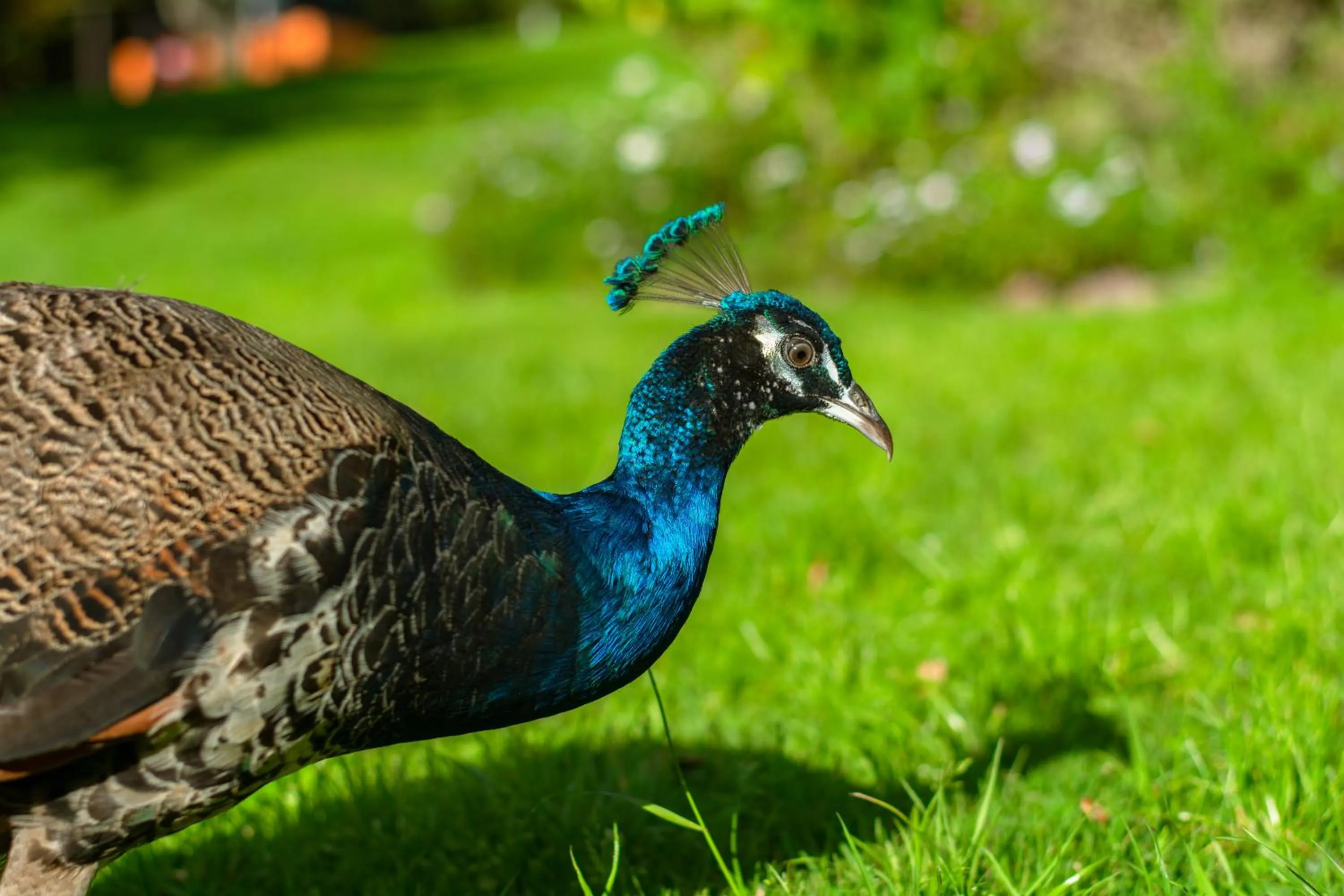 Animals, Other Animals in Posada la Serena