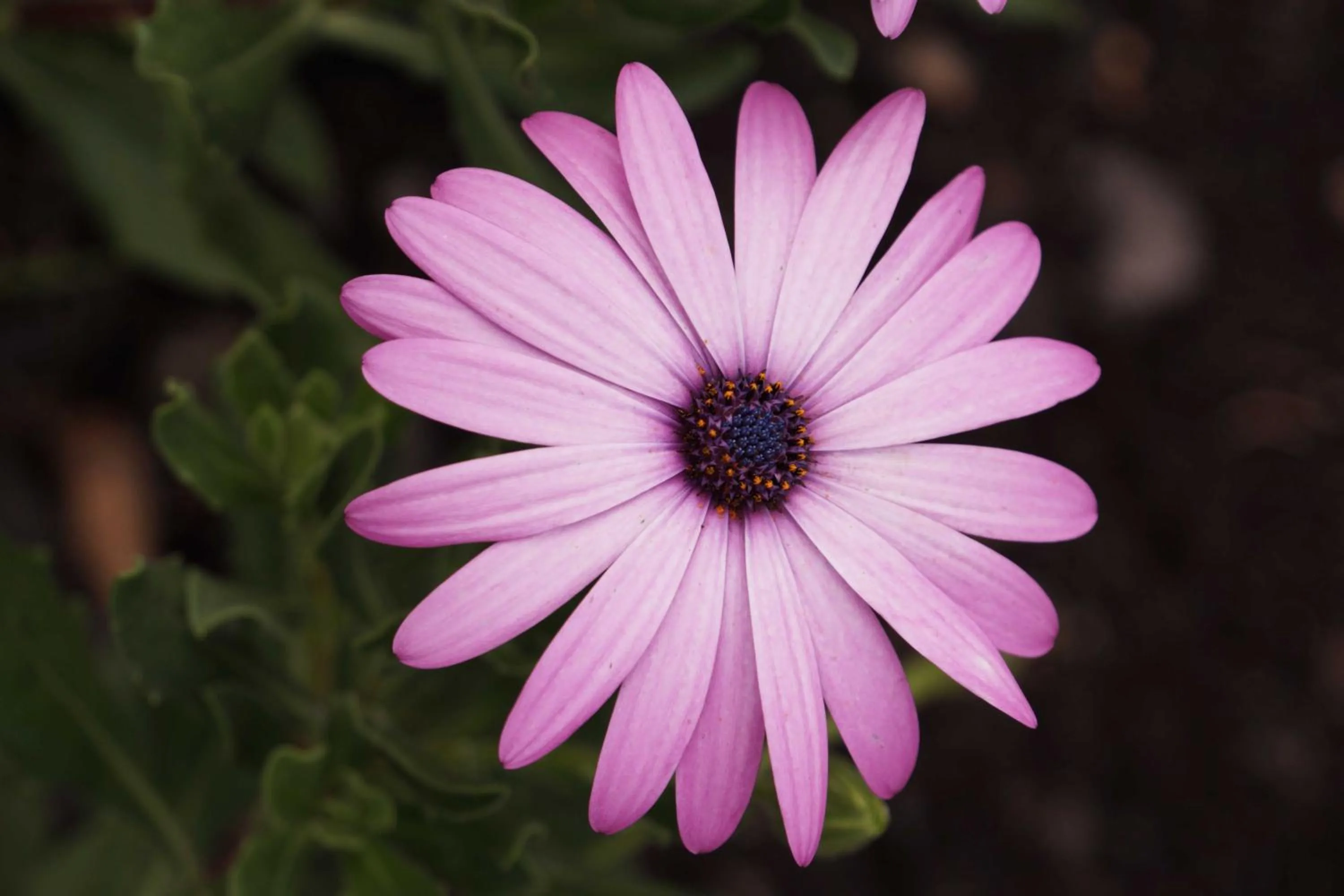 Property building in Posada la Serena