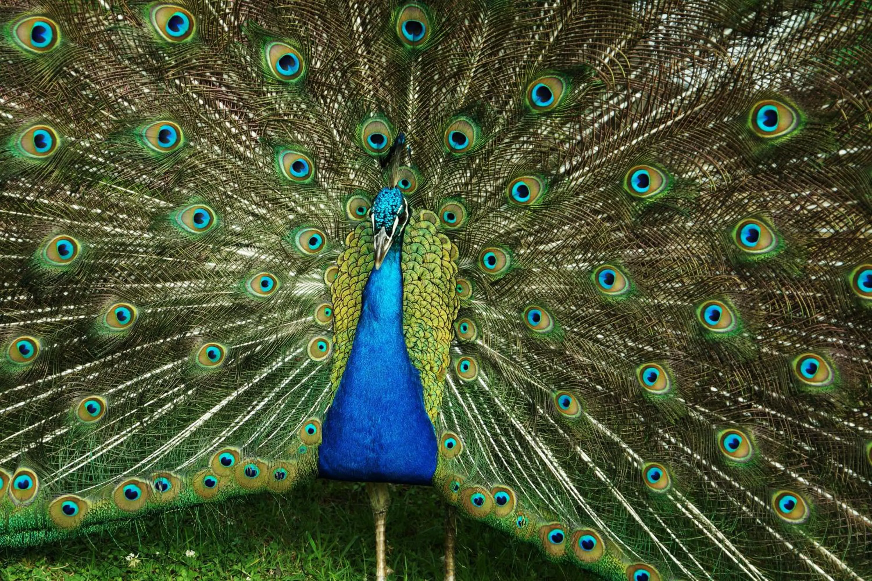 Animals, Other Animals in Posada la Serena