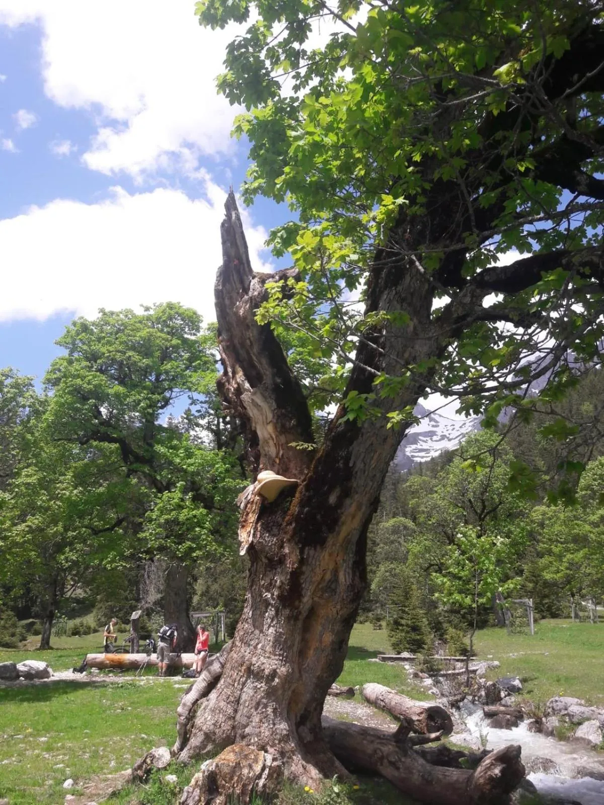 Natural landscape in Das Naturhotel die Eng