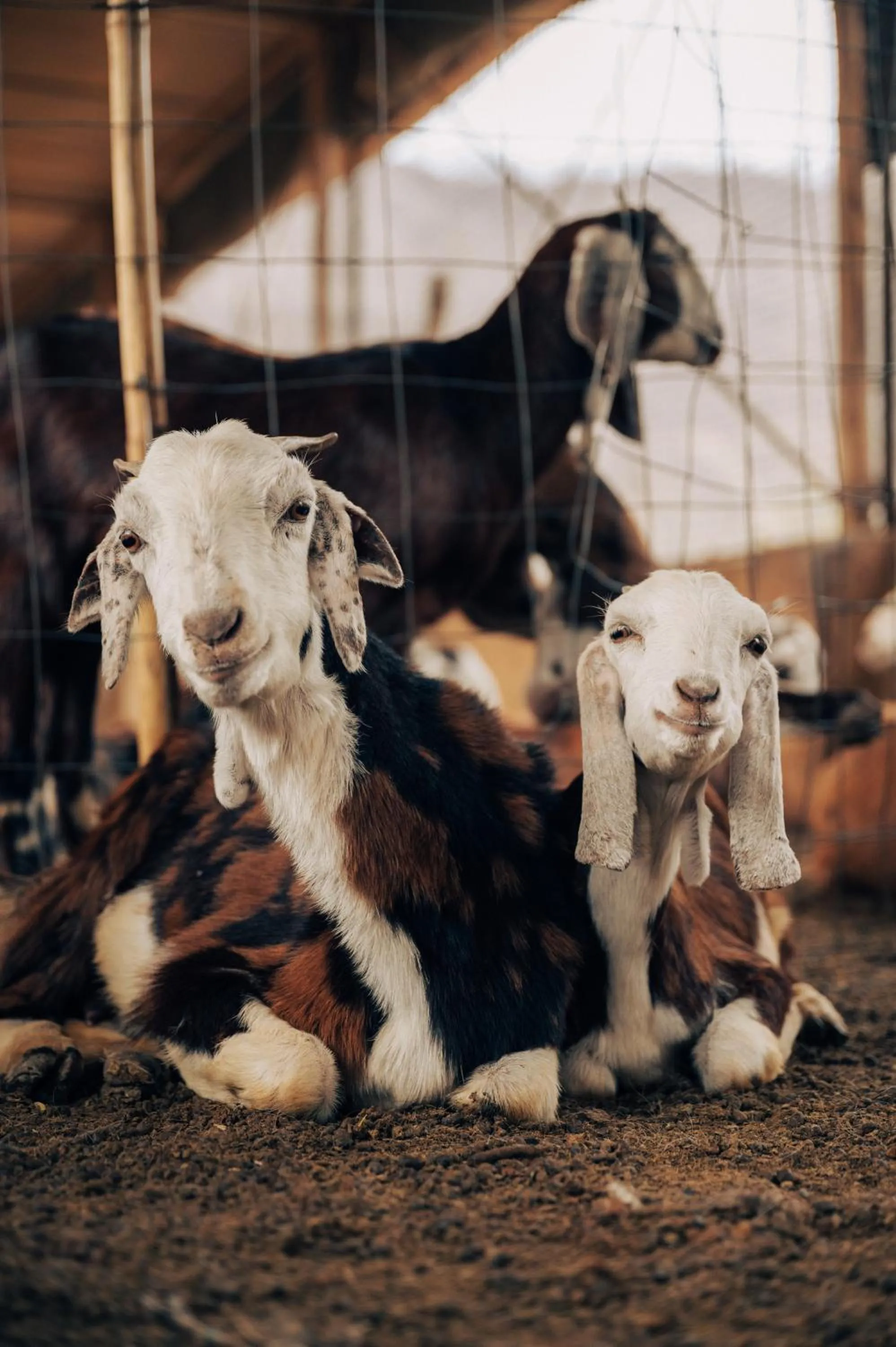 Animals in Anopura Jaipur