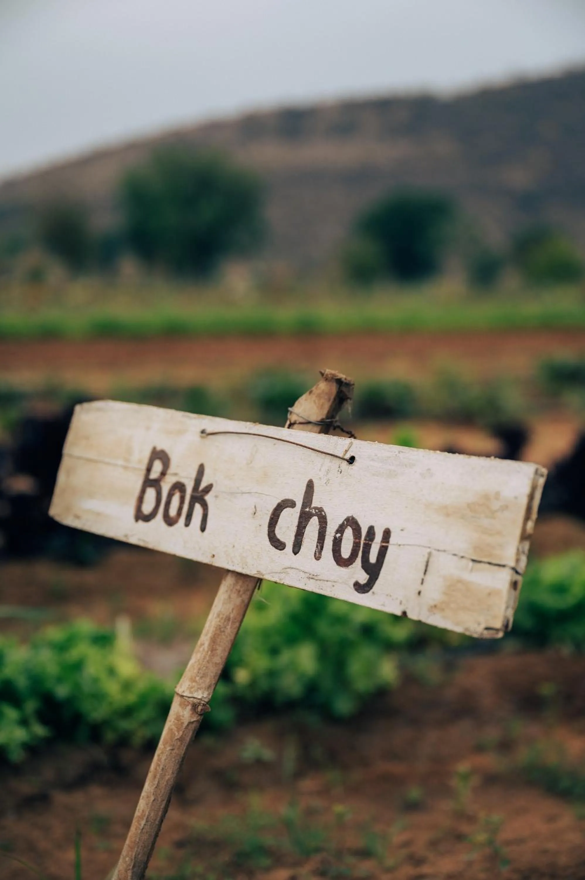 Natural landscape in Anopura Jaipur