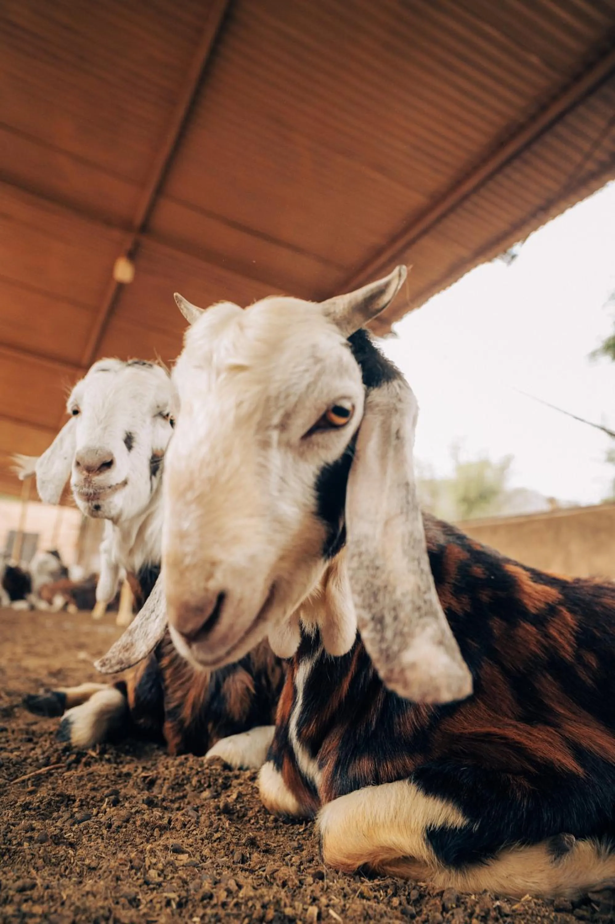 Animals in Anopura Jaipur