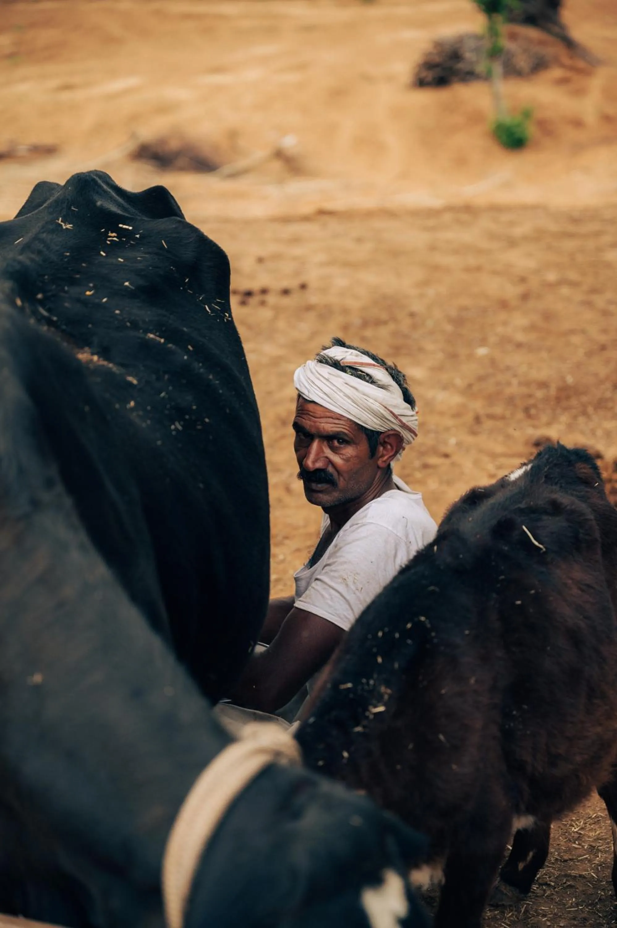 Animals in Anopura Jaipur