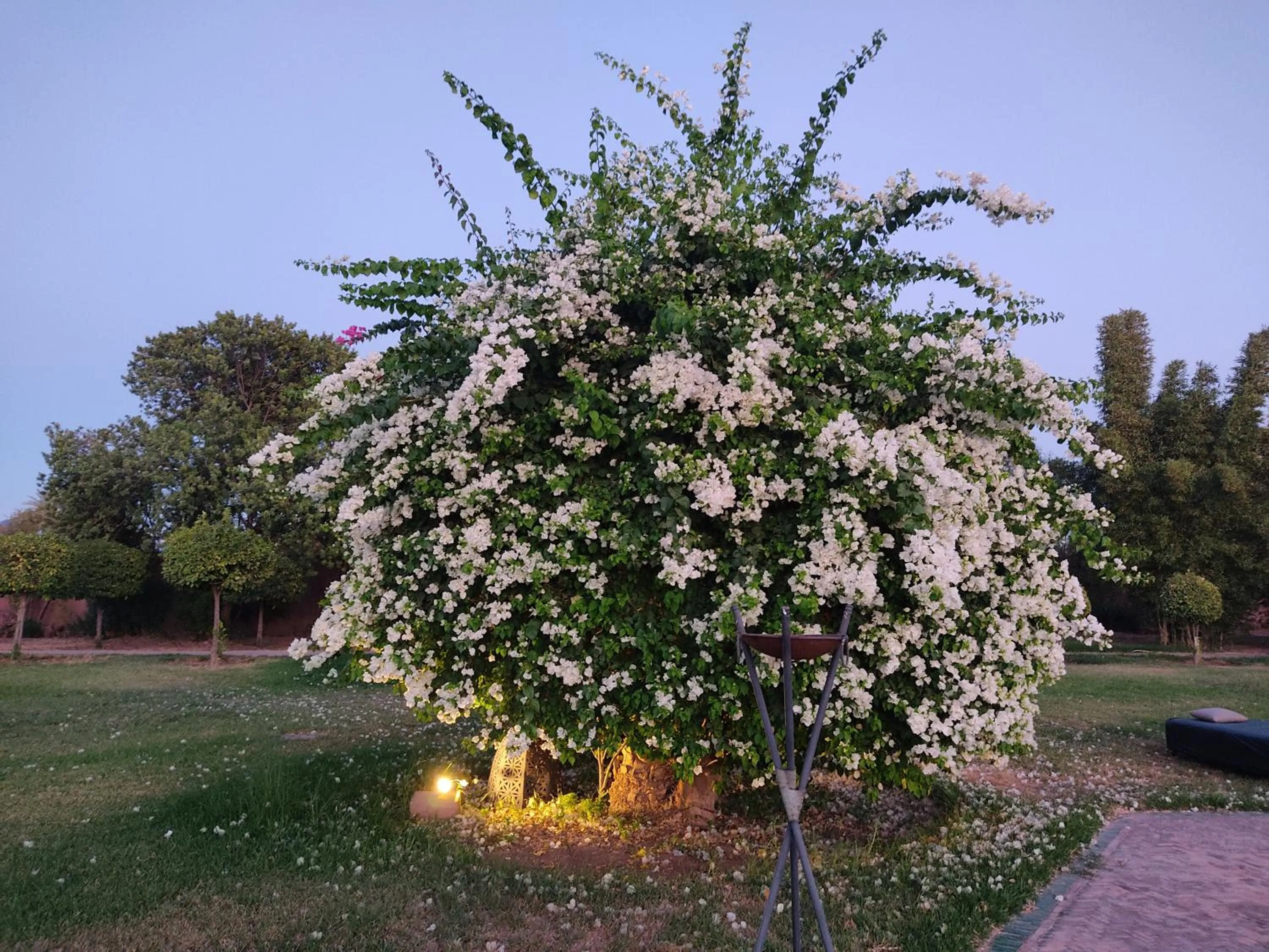 Garden in Nomadz Palace