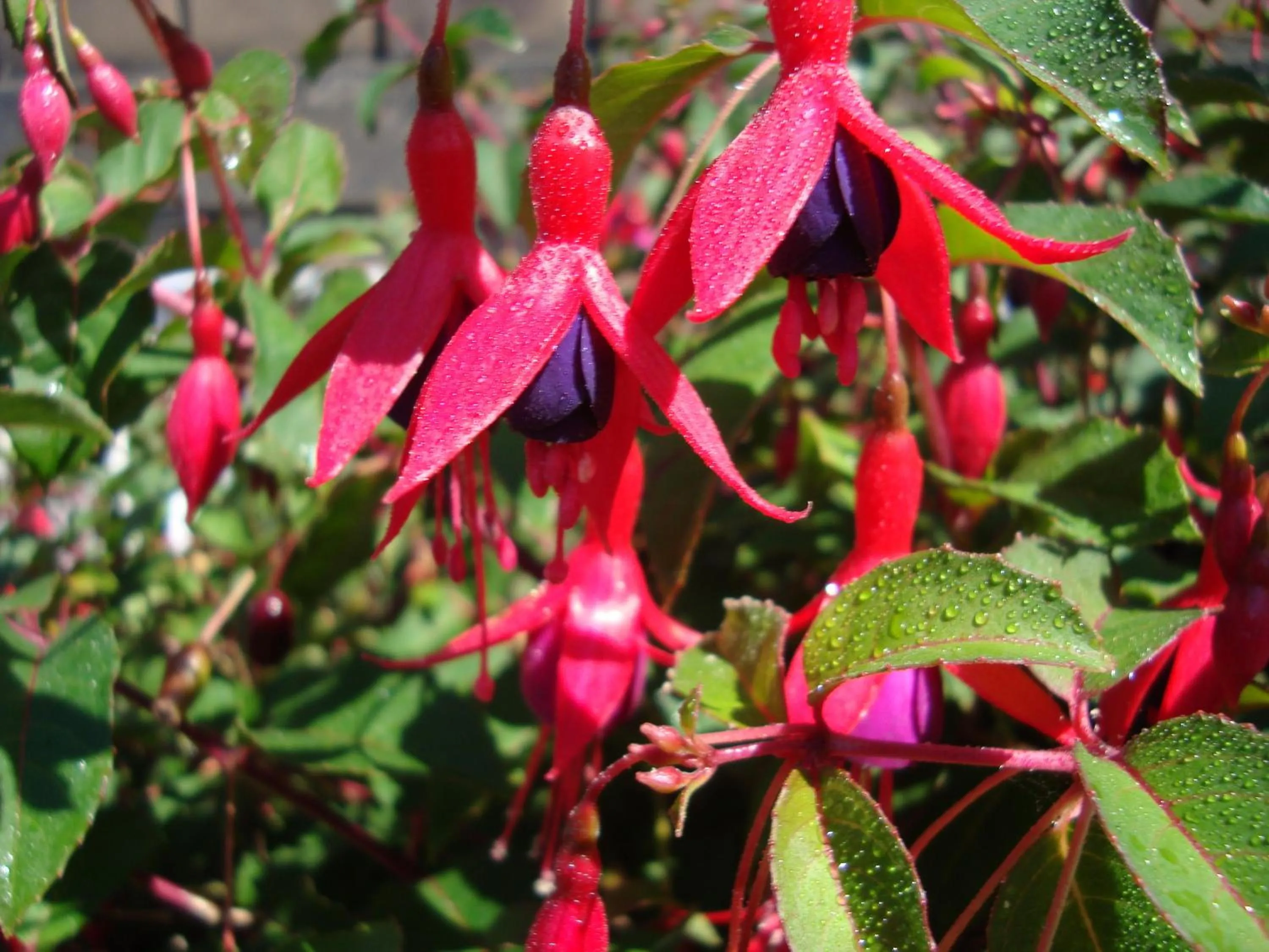 Natural landscape in Edinburgh Rays Guest House