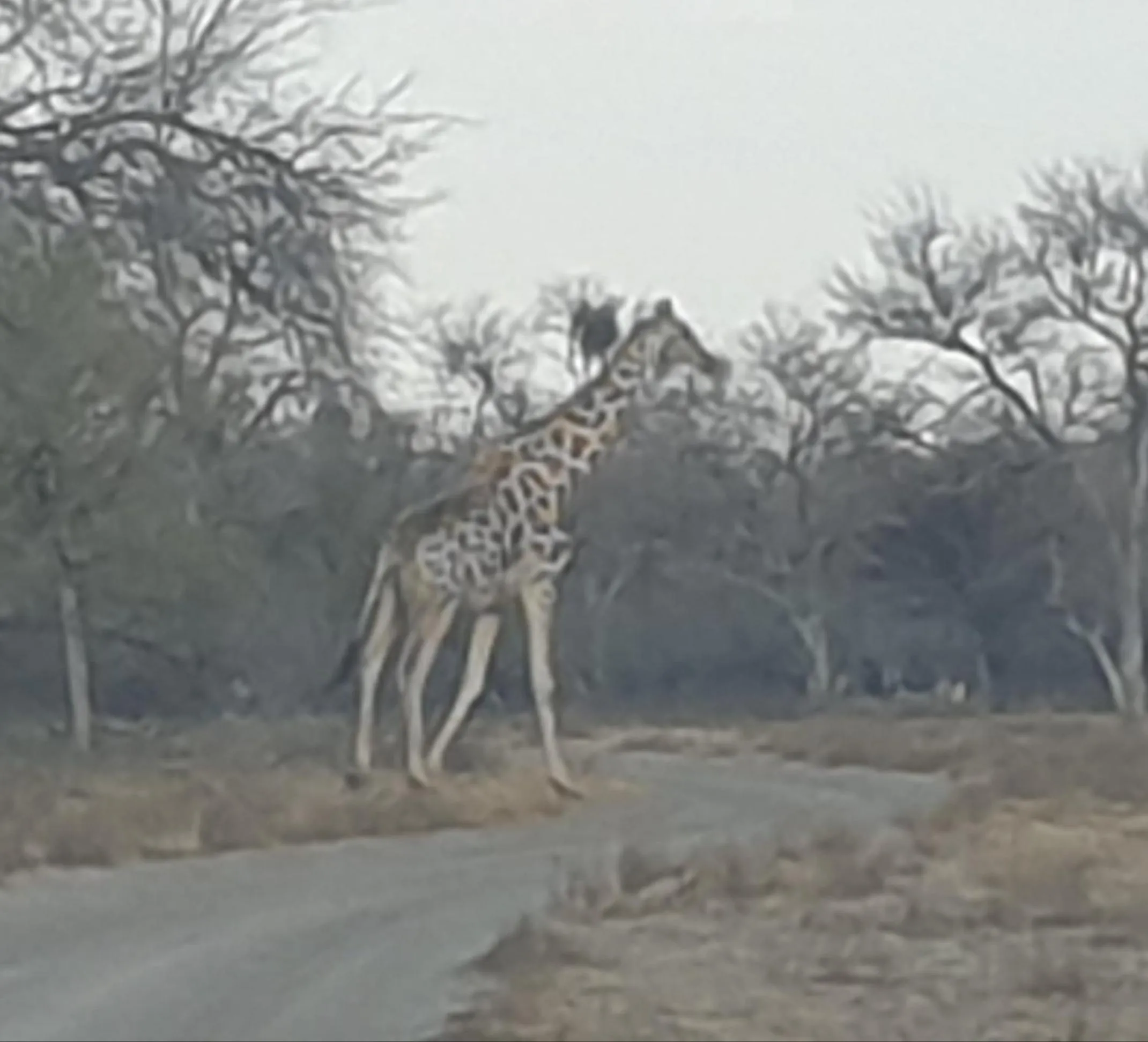 View (from property/room) in Paradise Camp Game Lodge