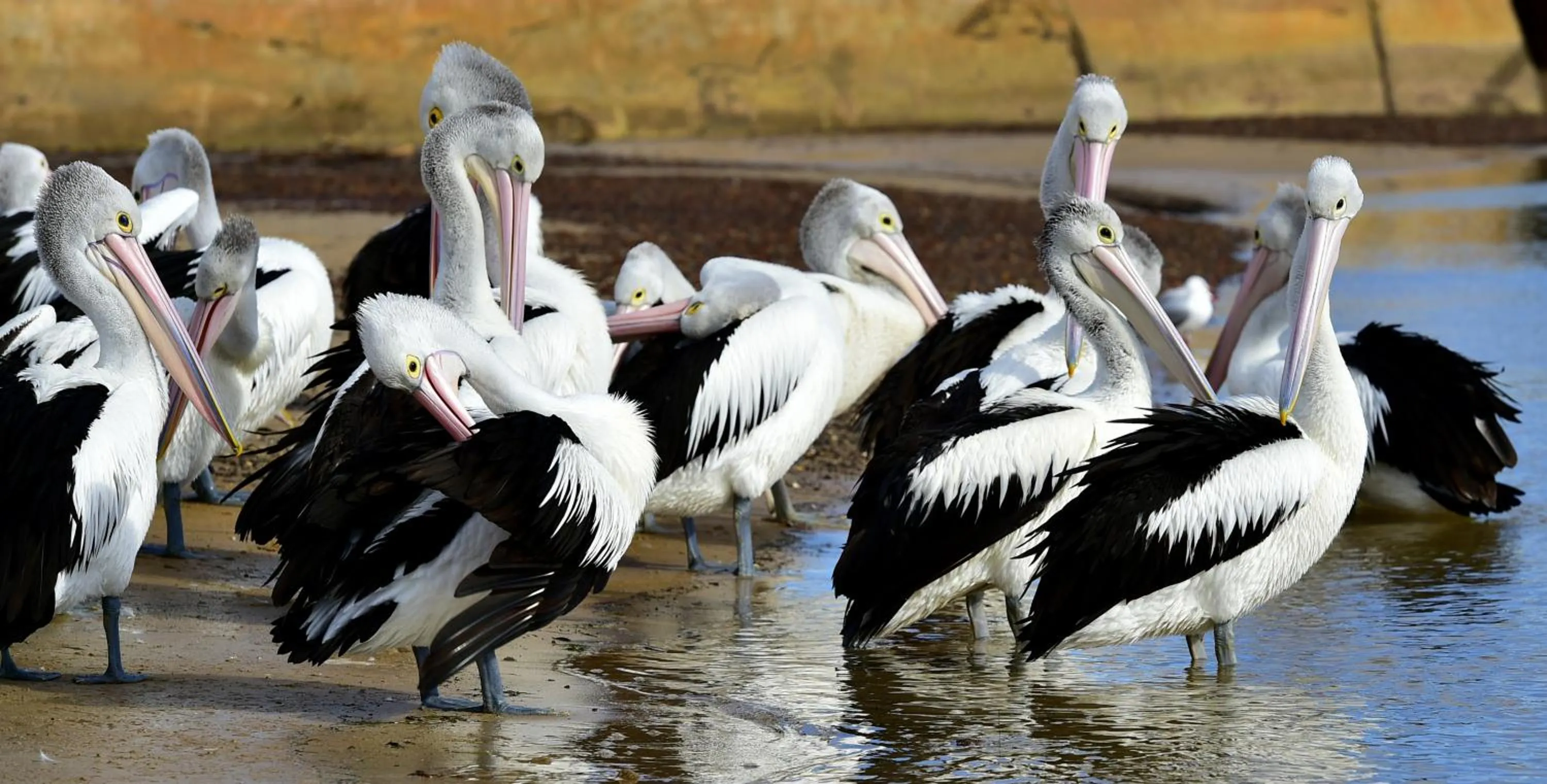 Animals in Apartments At Glen Isla